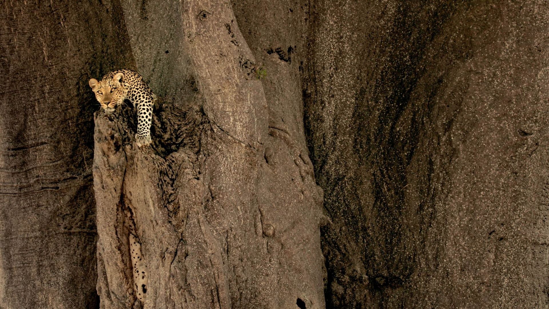 1920x1080 Mountain Lion And Leopard Leopard MAC OS X Mountain Lion HD Wallpaper Preview