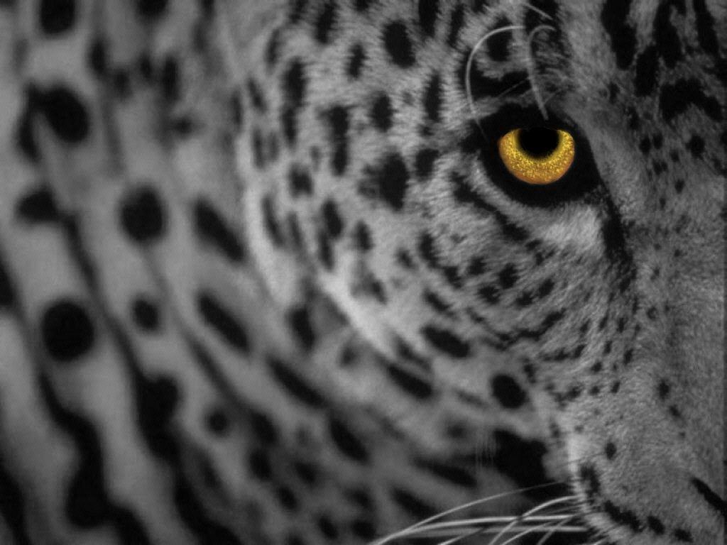1024x768 Apple Mac Os X 105 Leopard 1024x768