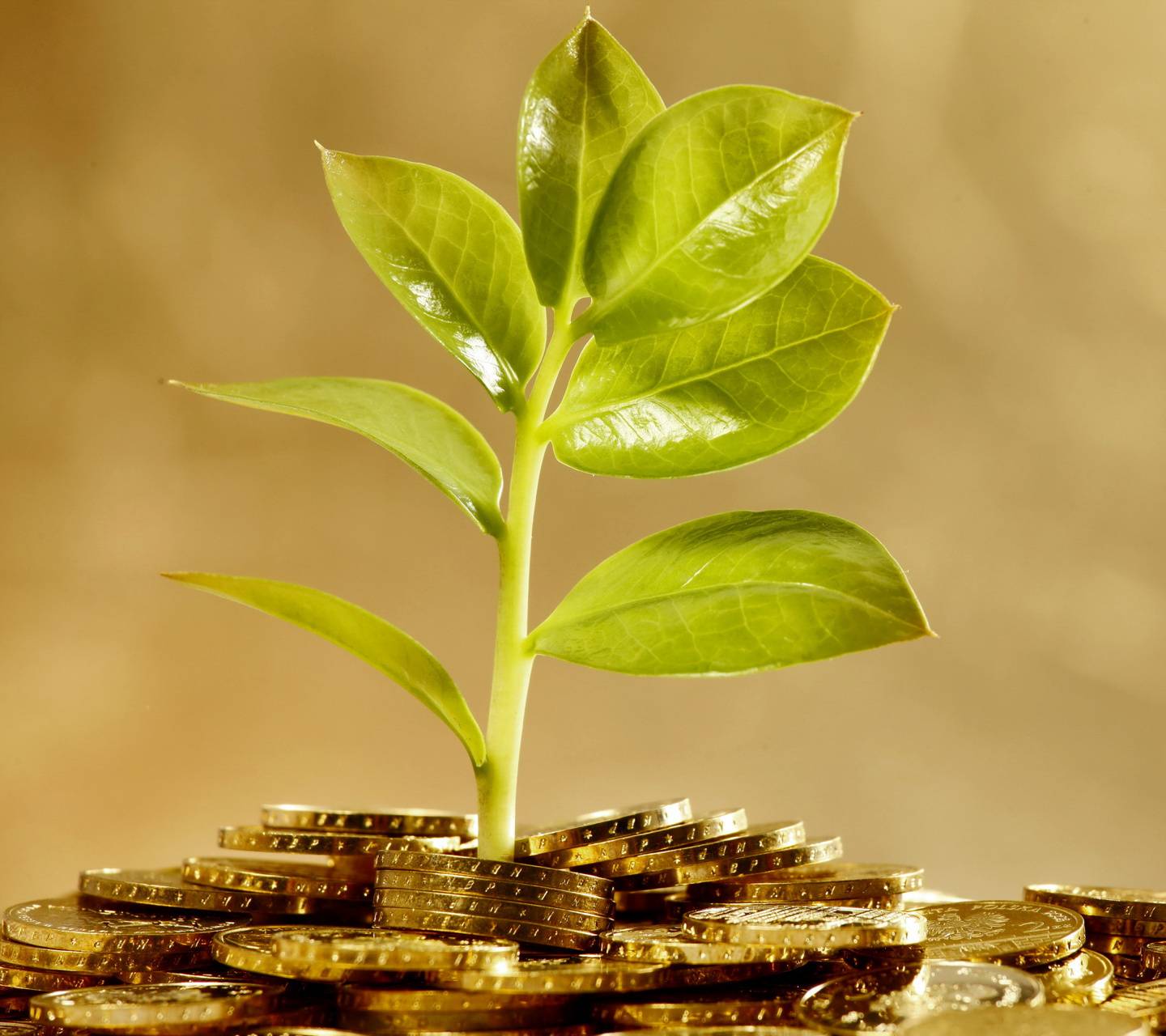 1440x1280 Money Plant Wallpaper