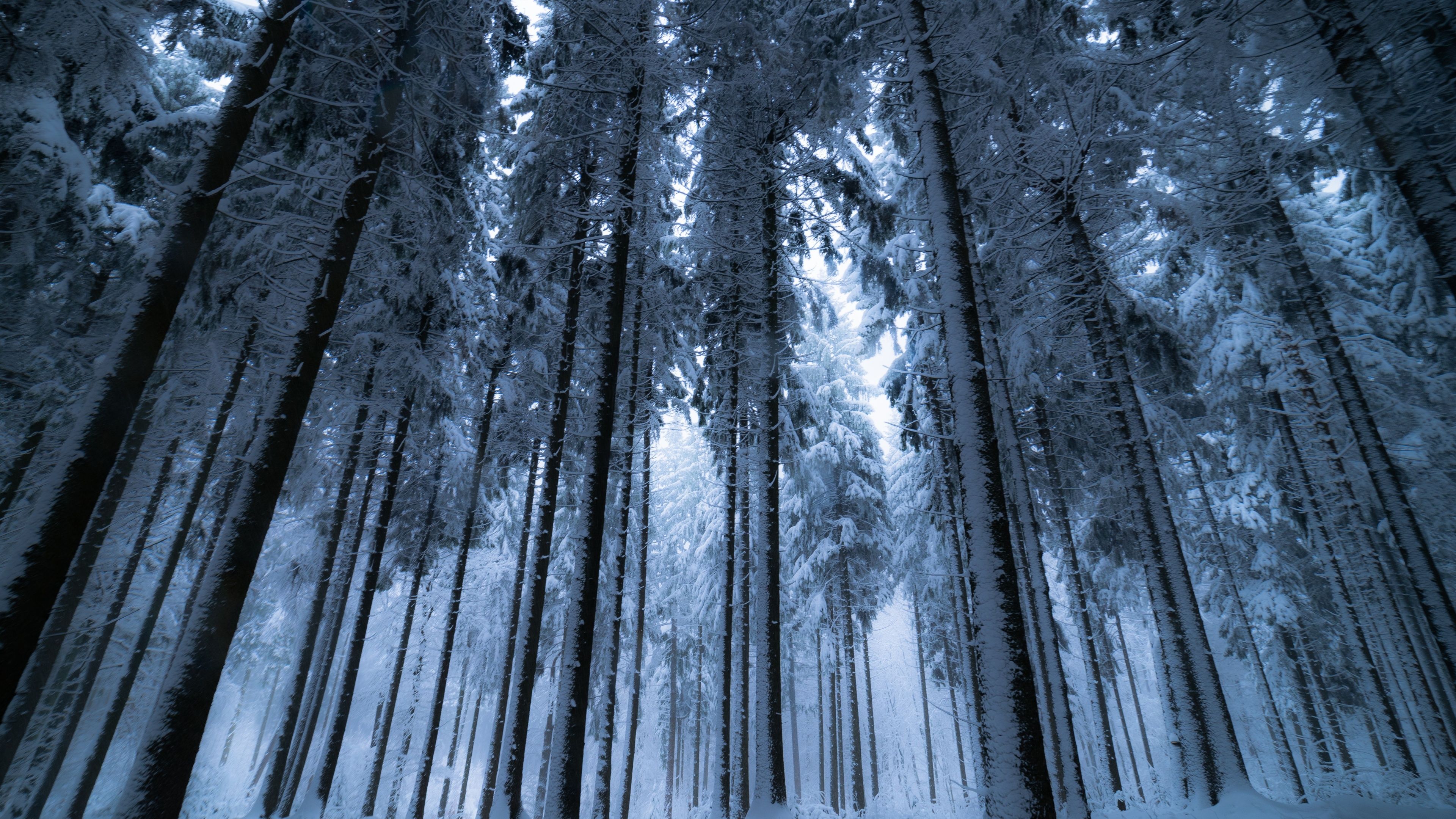 3840x2160 Winter forest Wallpaper 4K, Cold night, Snow covered