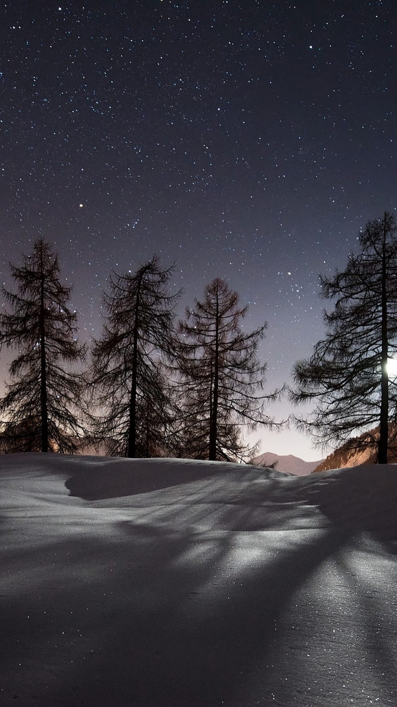 800x1423 Winter, night, snow, tree, HD phone wallpaper