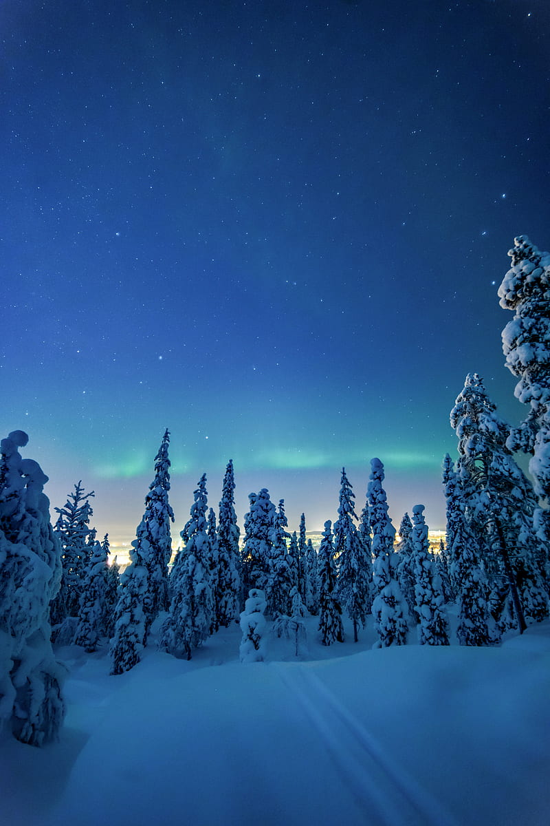 800x1200 Trees, snow, winter, night, landscape, HD phone wallpaper
