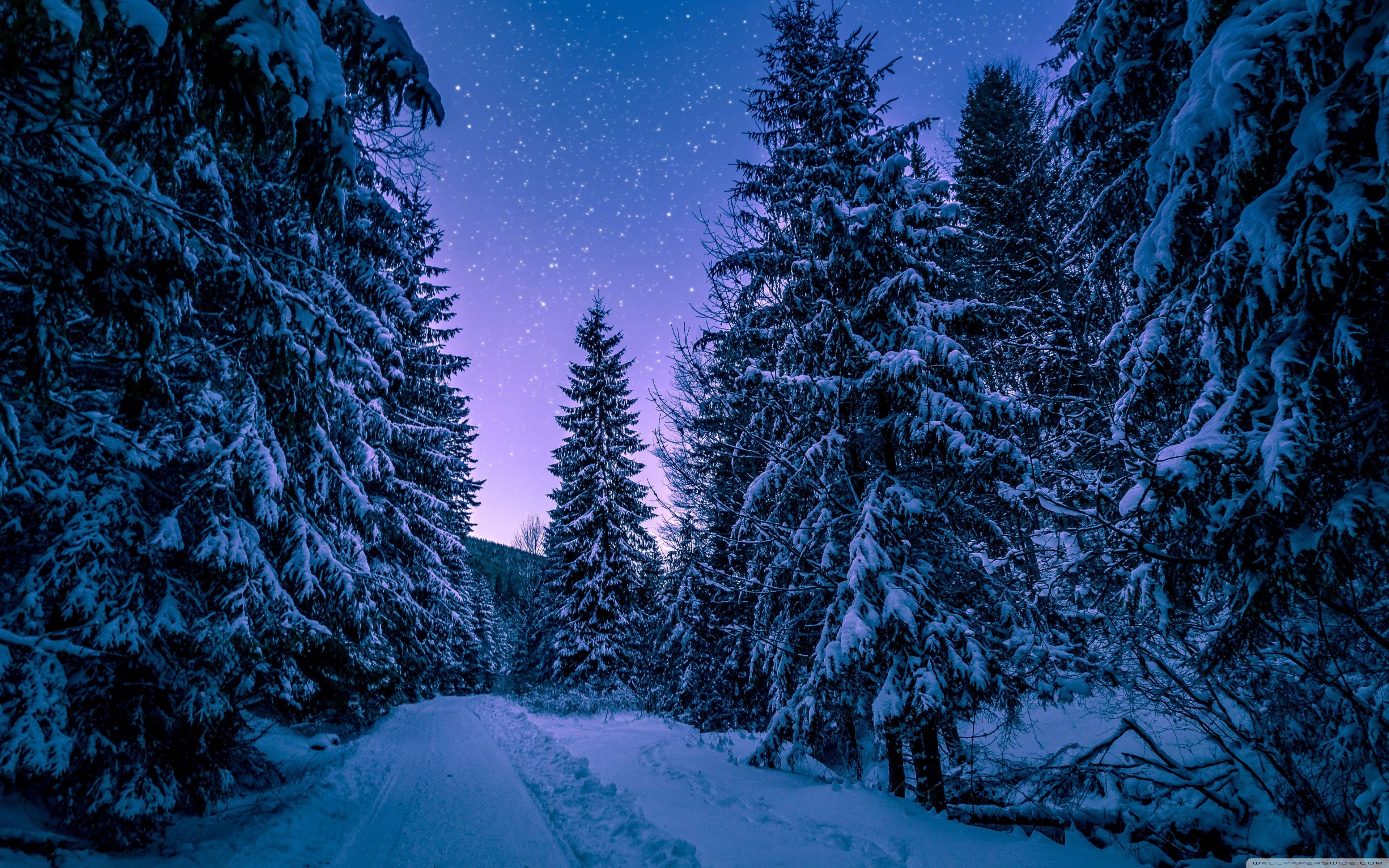3840x2400 Fir Tree Forest, Snow, Winter, Night 4K UHD Wallpaper for UltraHD Desktop and TV : Widescreen and UltraWide Display : Smartphone and Tablet Devices