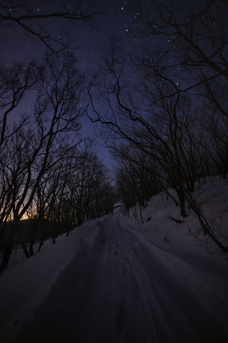 736x1104 Snow Forest Night Sky Photo. Winter night sky wallpaper, Dark winter sky background, Winter scenery