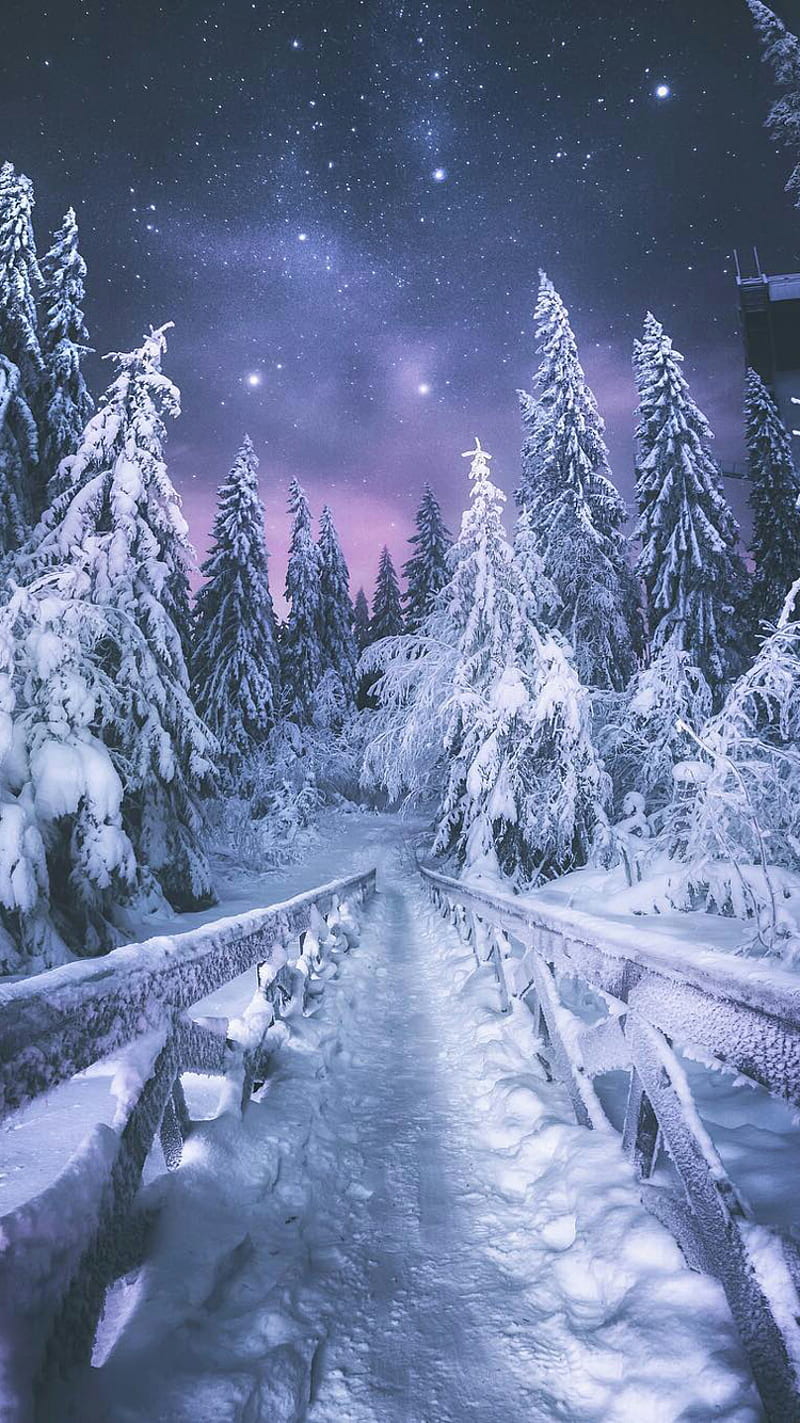 800x1423 Snow Path, forest, nature, night, track, trees, winter, HD phone wallpaper