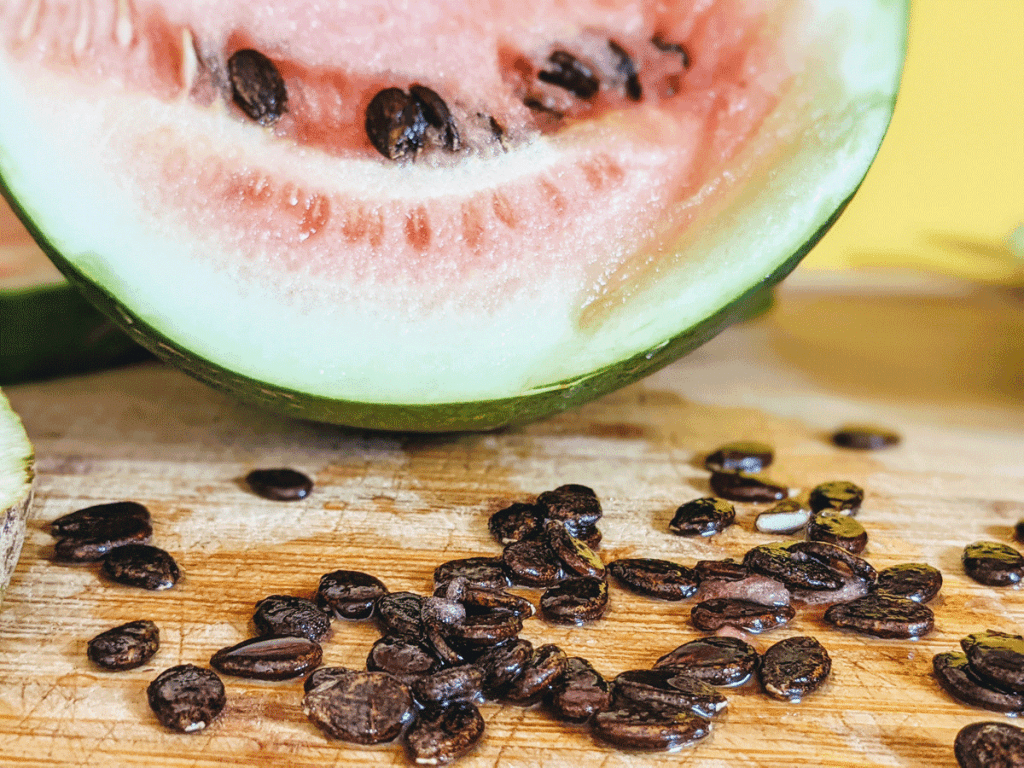 1024x768 How to Save Watermelon Seeds. Plus Storage Tips!'s Garden
