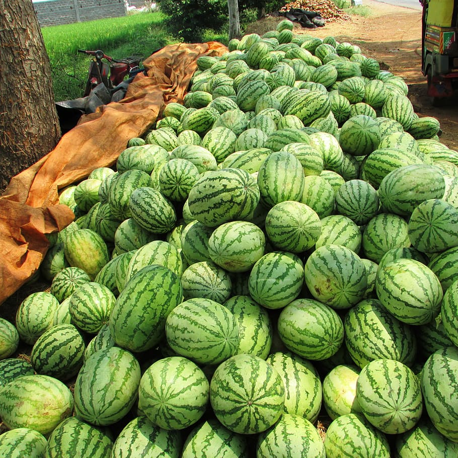 910x910 HD wallpaper: Watermelon, Citrullus Lanatus, red, fruit, summer, juicy, seeds