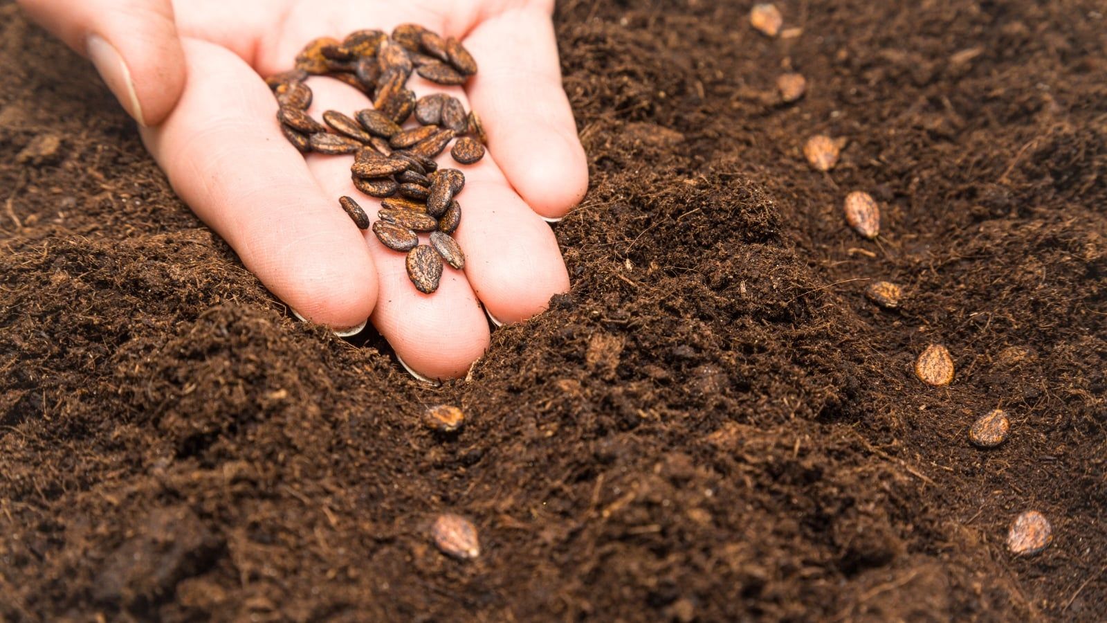 1600x900 When and How to Direct Sow Watermelon Seeds in the Garden