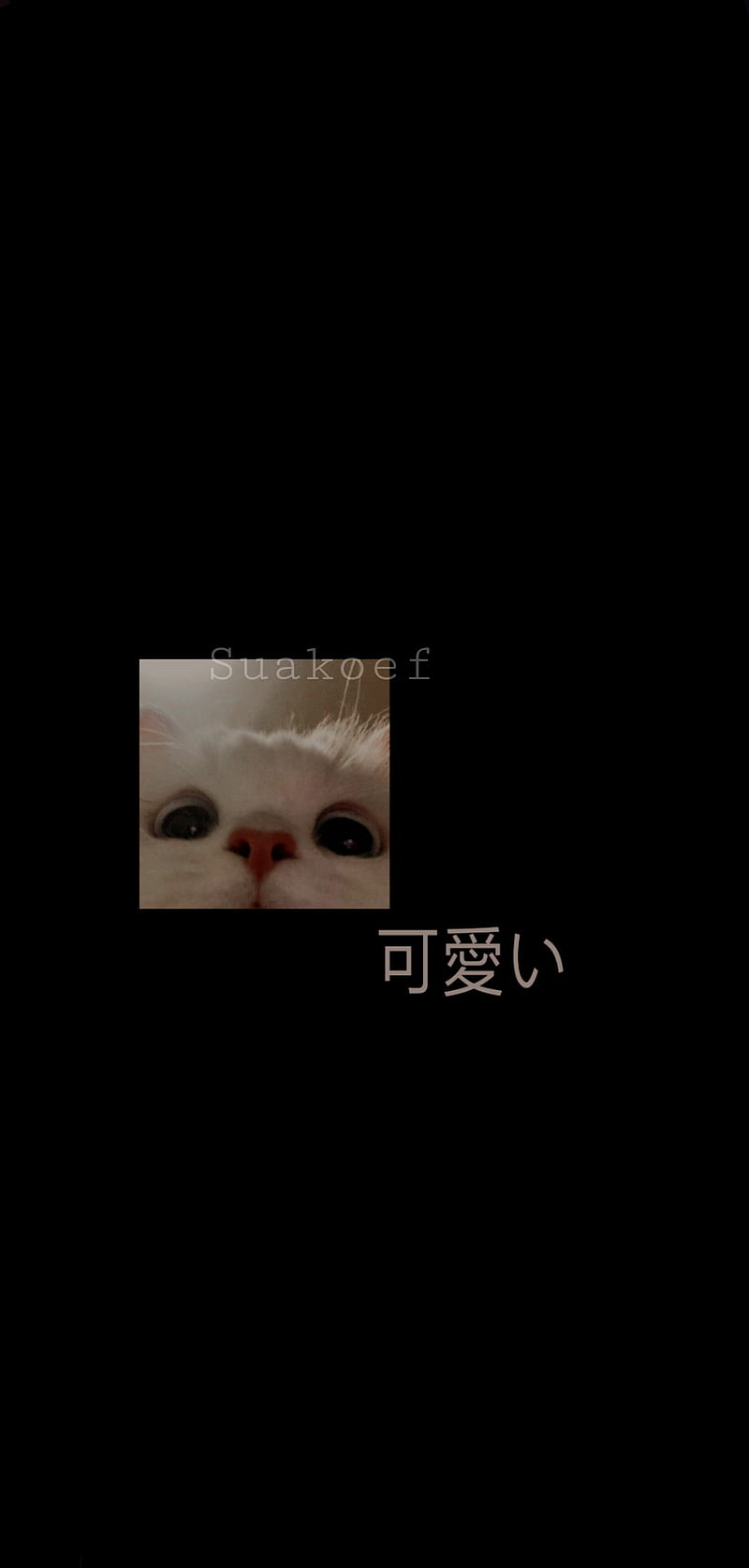 800x1674 Cute cat, aesthetic, aestheticcat, black, cat, cataesthetic, cats, cute, dark mode, HD phone wallpaper