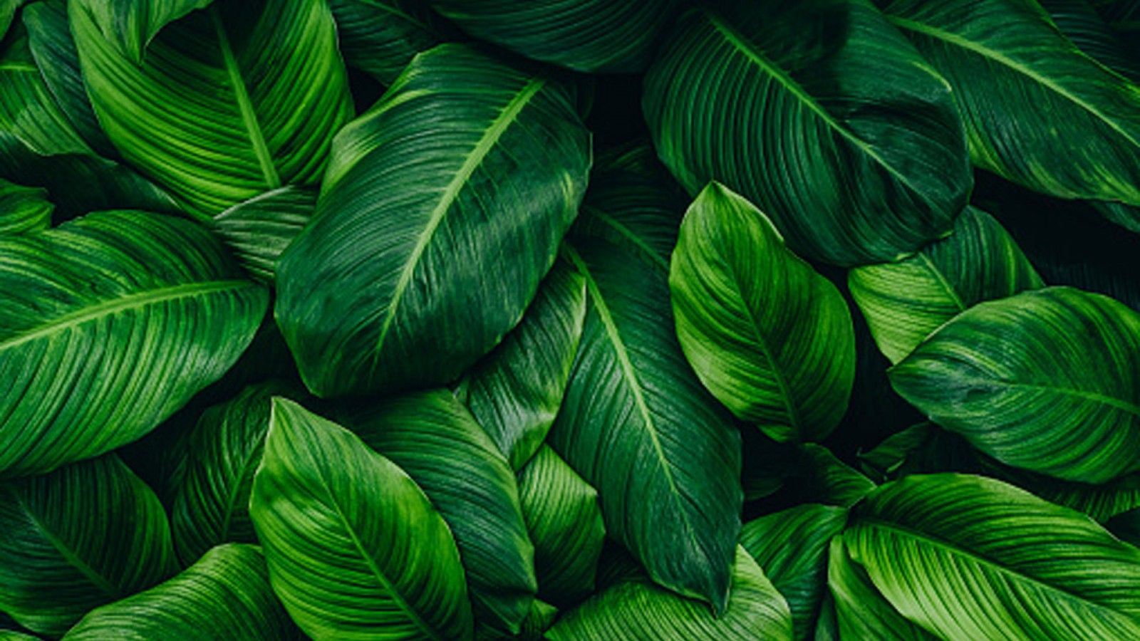 1600x900 Closeup View Of Green Plant Leaves HD Green Aesthetic Wallpaper