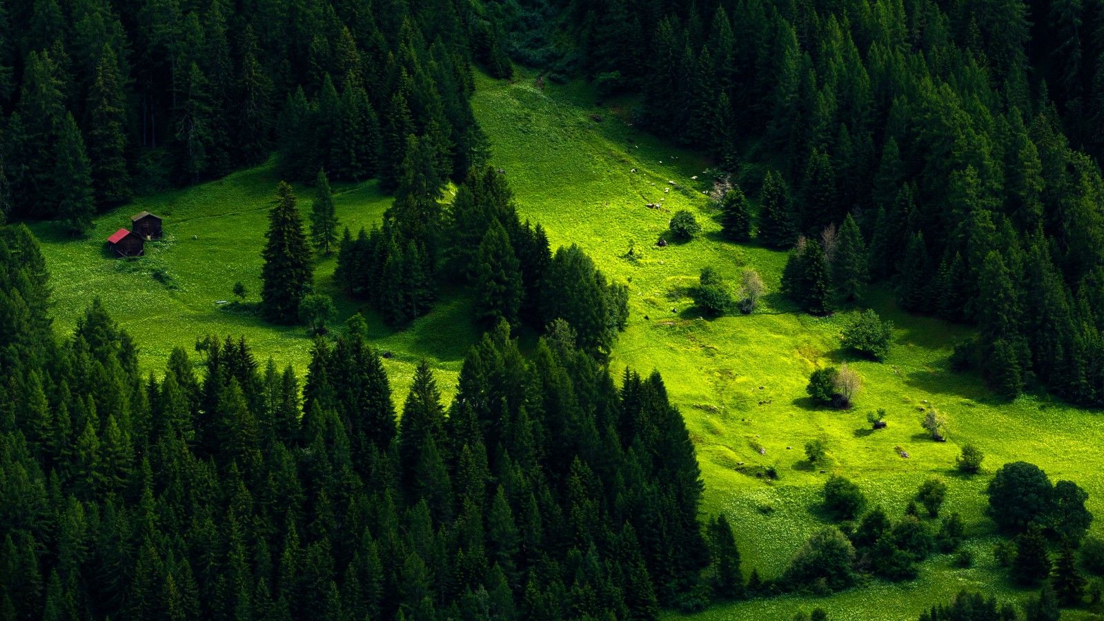 1600x900 Green Scenery Nature Trees Forest 4K HD Green Wallpaper