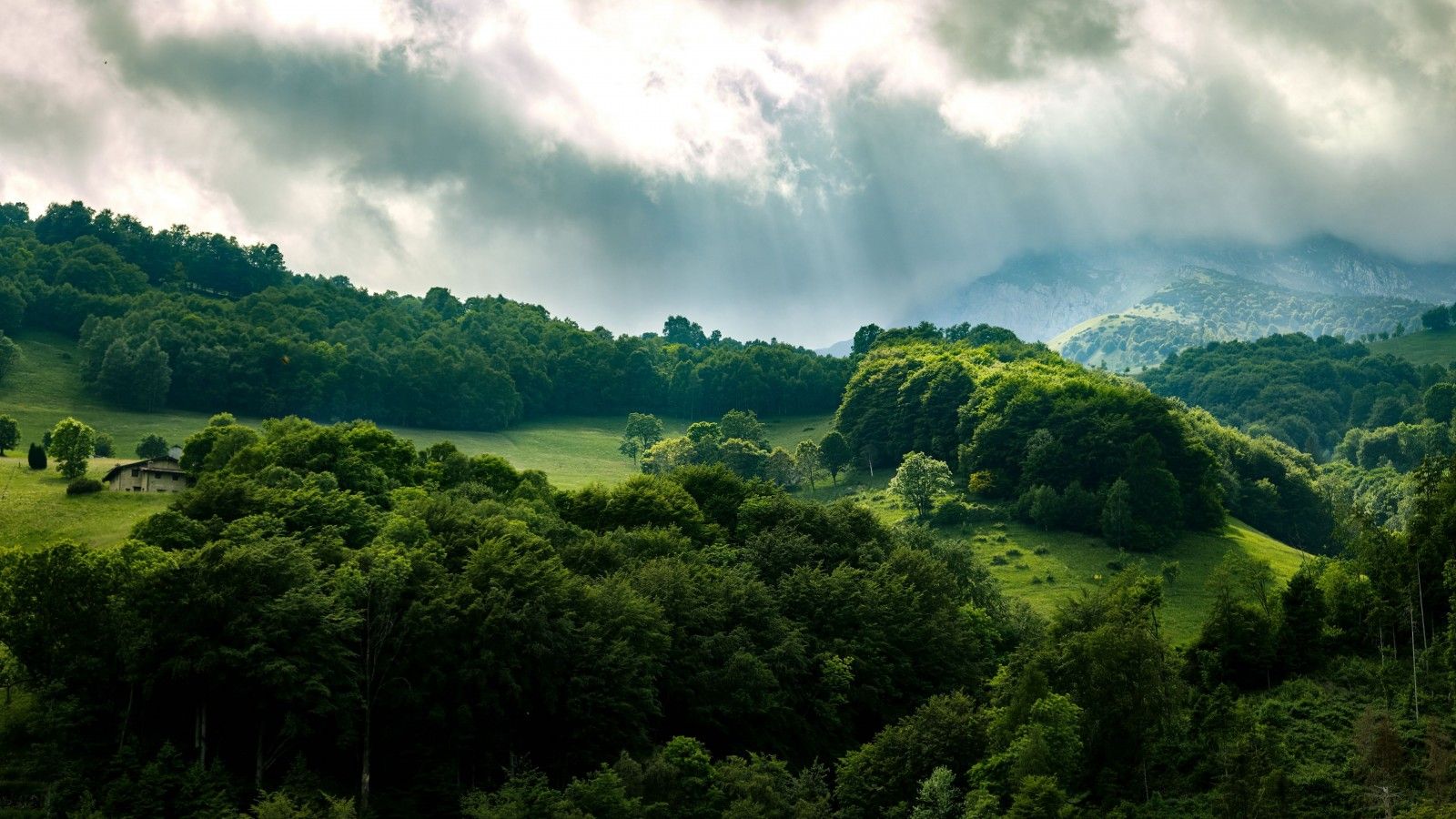 1600x900 Green Forest Trees Rays 4K HD Wallpaper