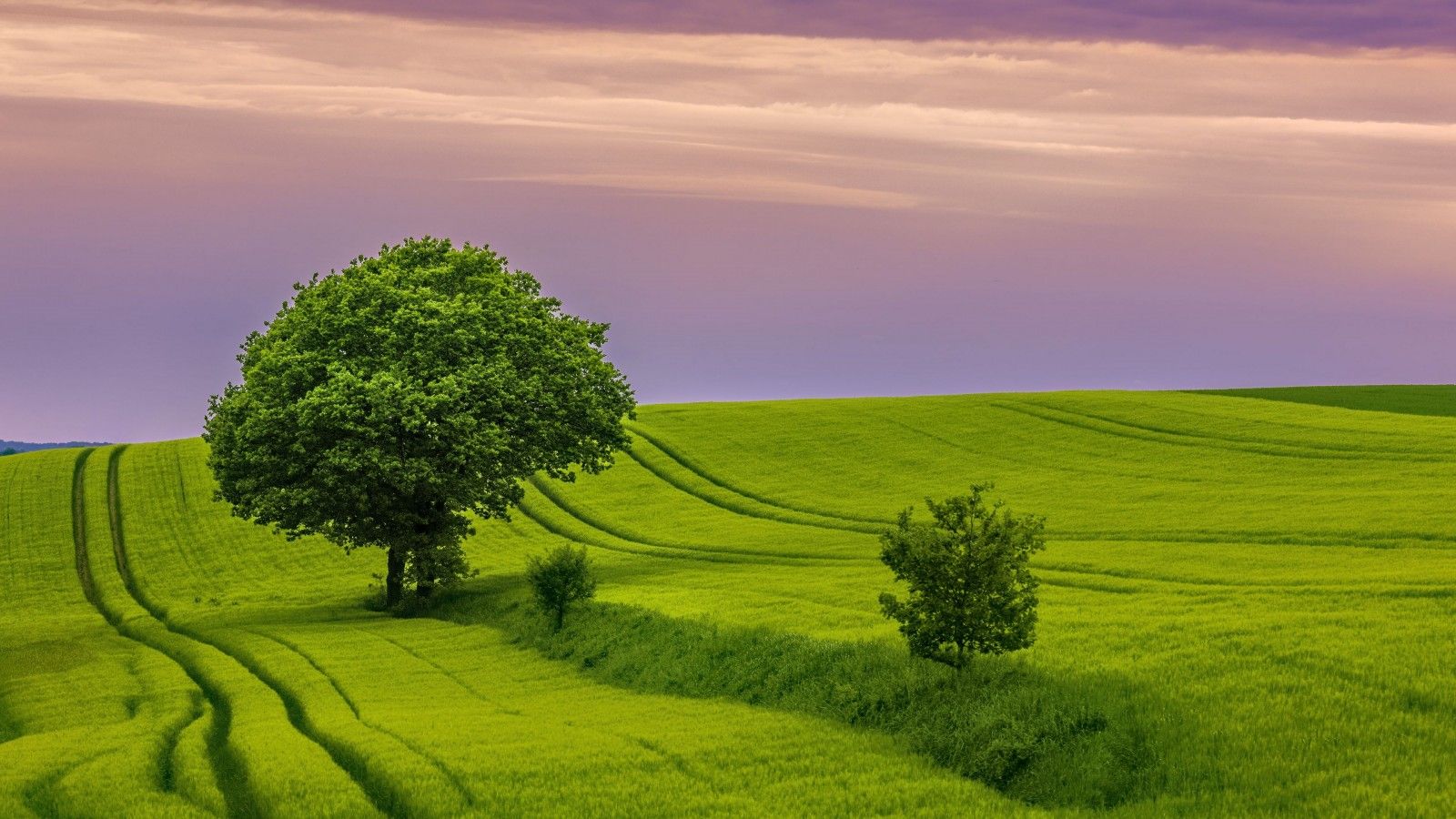1600x900 tree field grass landscape nature bushes green wallpaper light purple sky background 4K HD Nature Wallpaper