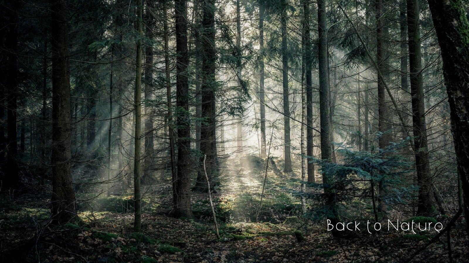 1600x900 Free and customizable forest wallpaper templates