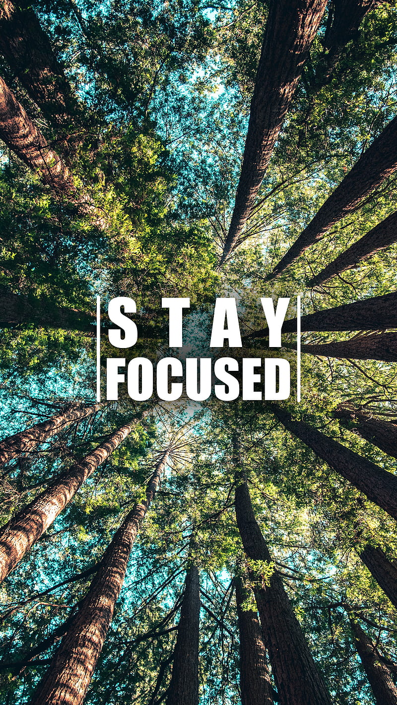 800x1422 Stay Focused, focus, success, inspiration, motivational, HD phone wallpaper
