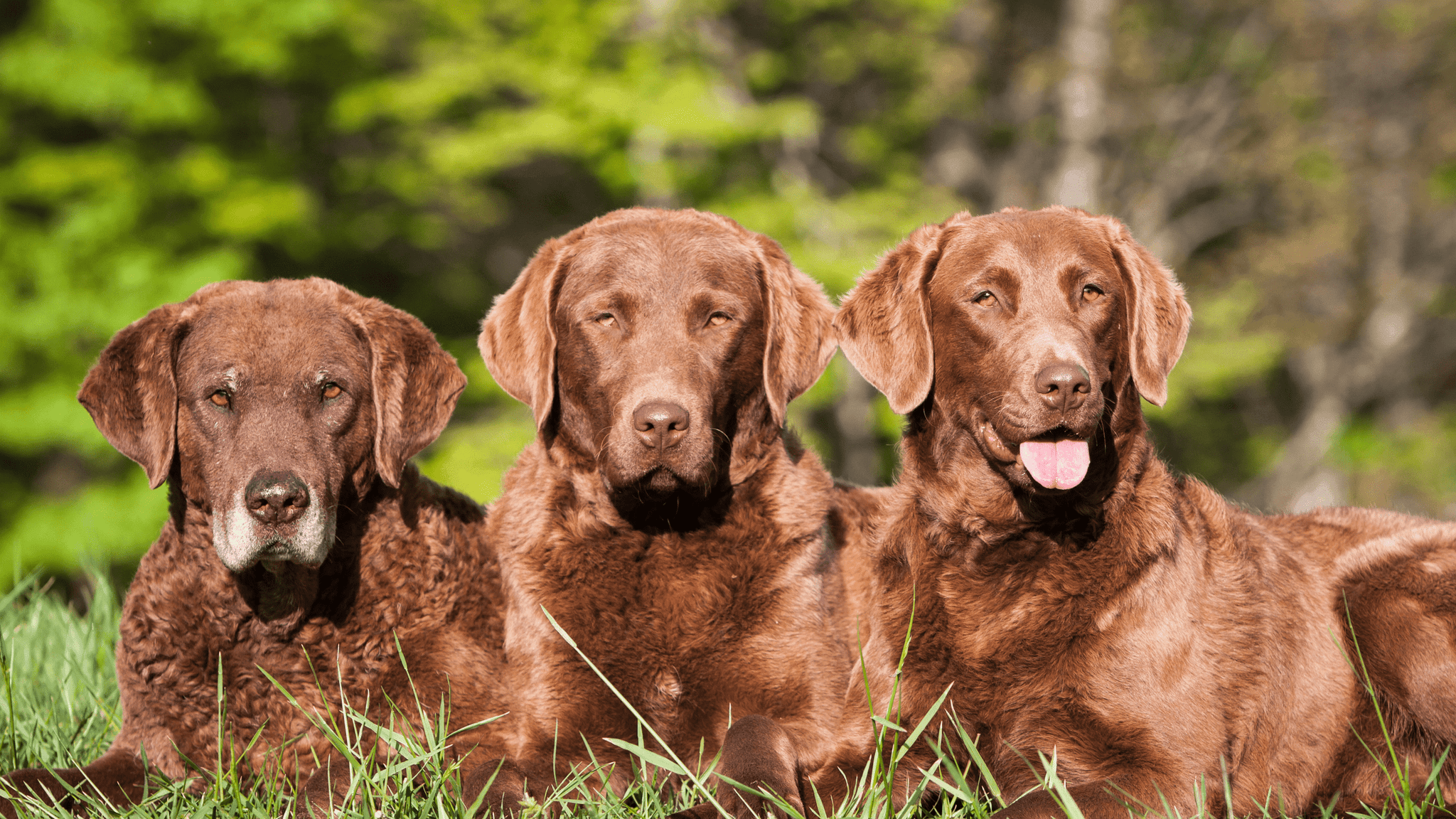 2048x1152 Chesapeake Bay Retriever Breed Profile: History & Traits