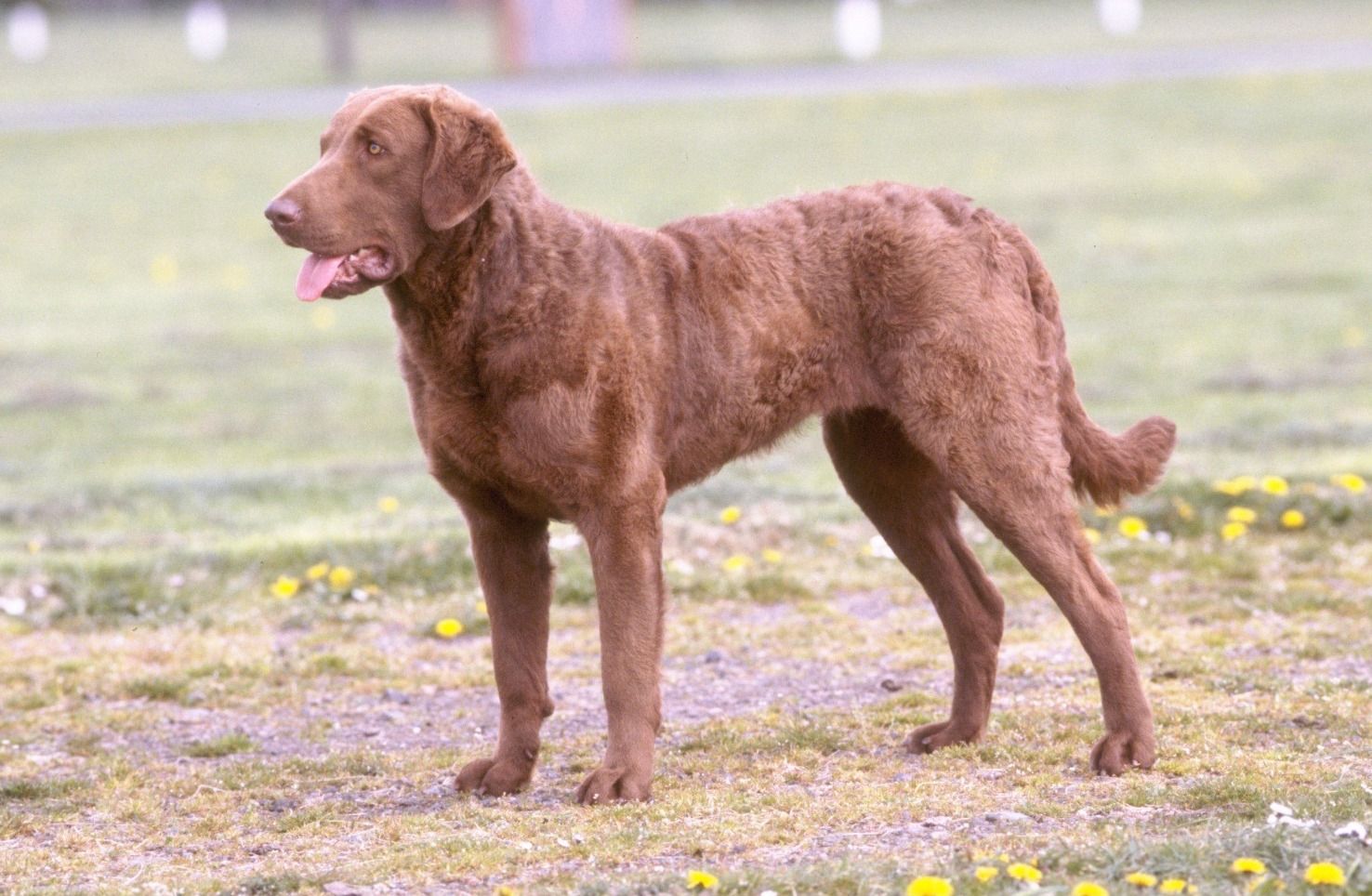 1476x964 Cute Chesapeake Bay Retriever dog photo and wallpaper. Beautiful Cute Chesapeake Bay Retriever dog picture