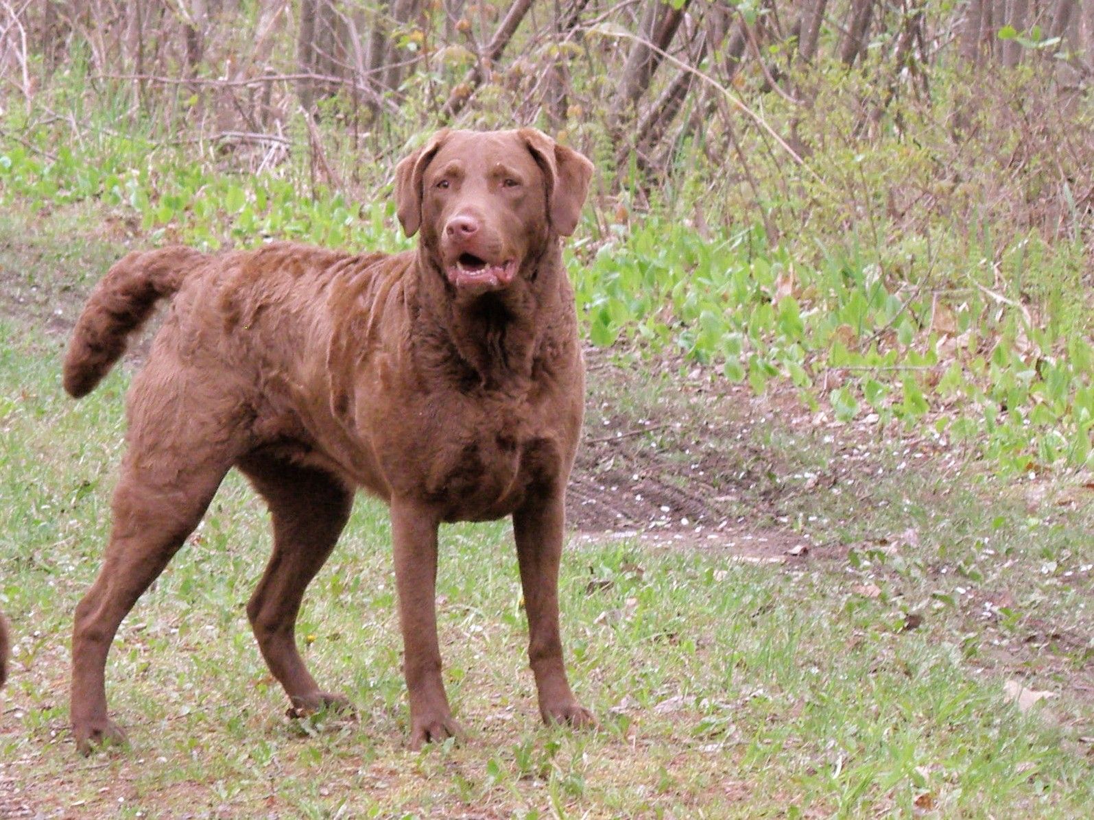 1595x1196 Chesapeake Bay Retriever dog in the forest photo and wallpaper. Beautiful Chesapeake Bay Retriever dog in the forest picture