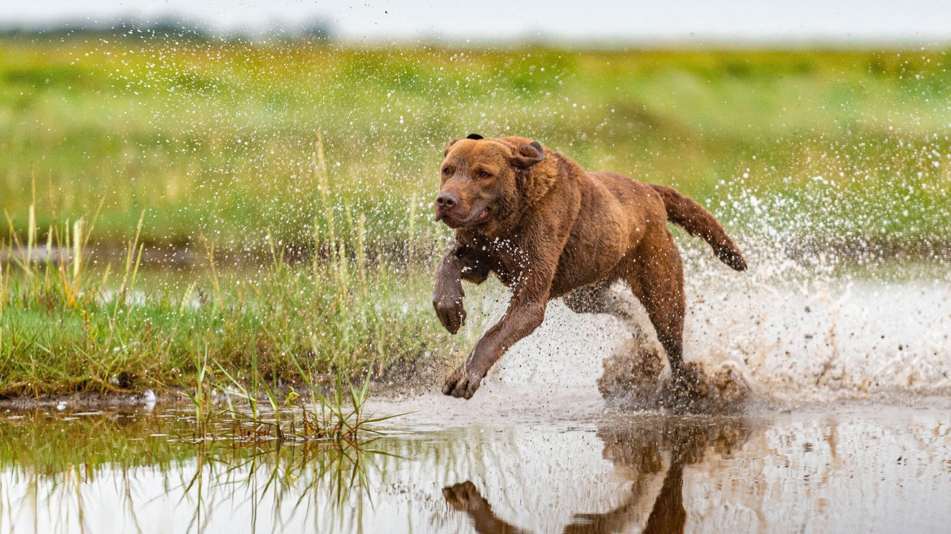 1920x1080 Chesapeake Bay Retriever: Breed profile and information