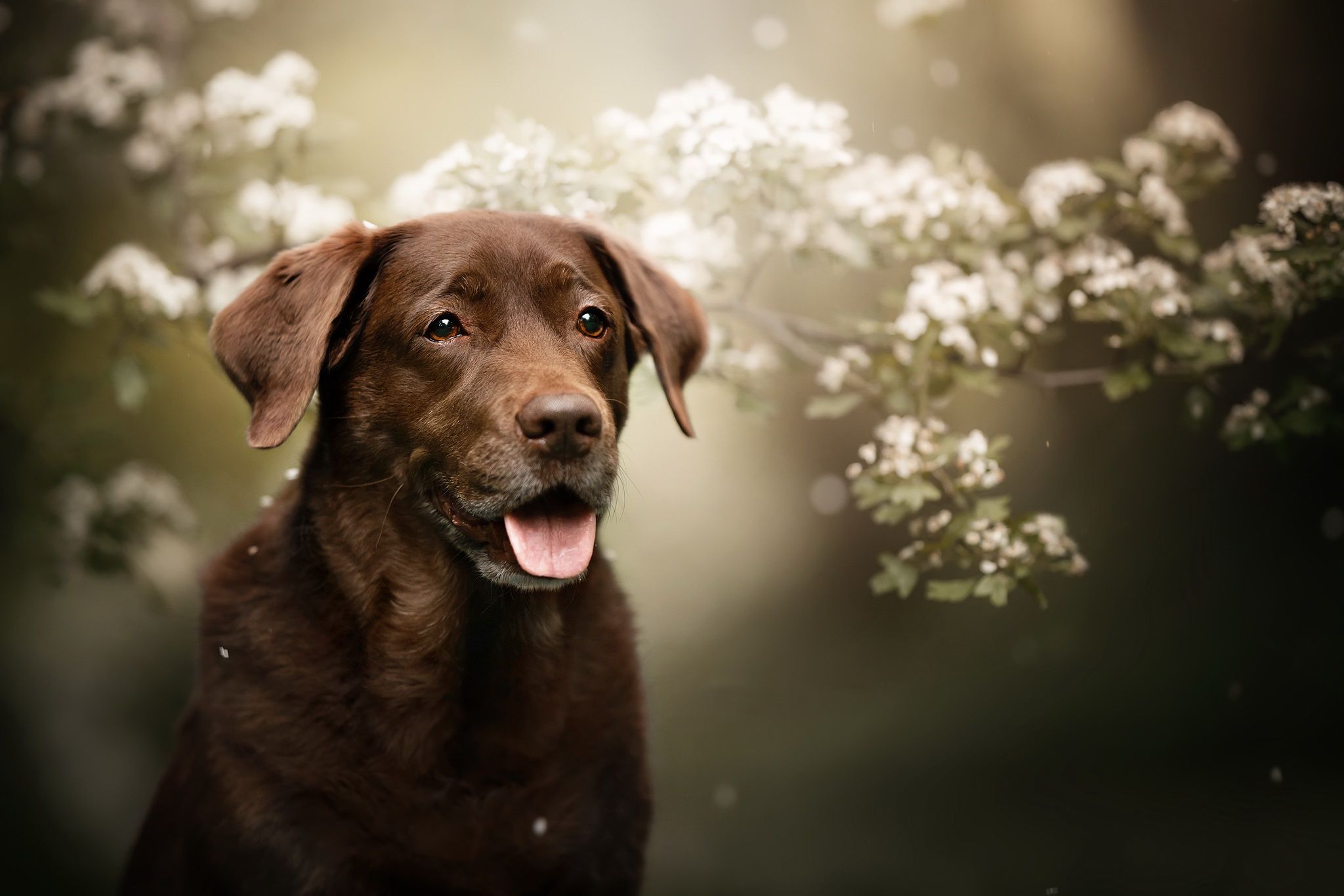 2048x1366 Chesapeake Bay Retriever in Bloom