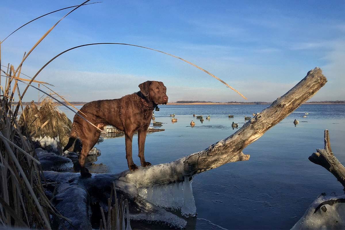 1200x800 Chesapeake Bay Retriever: Hunting Dog Breed Profile