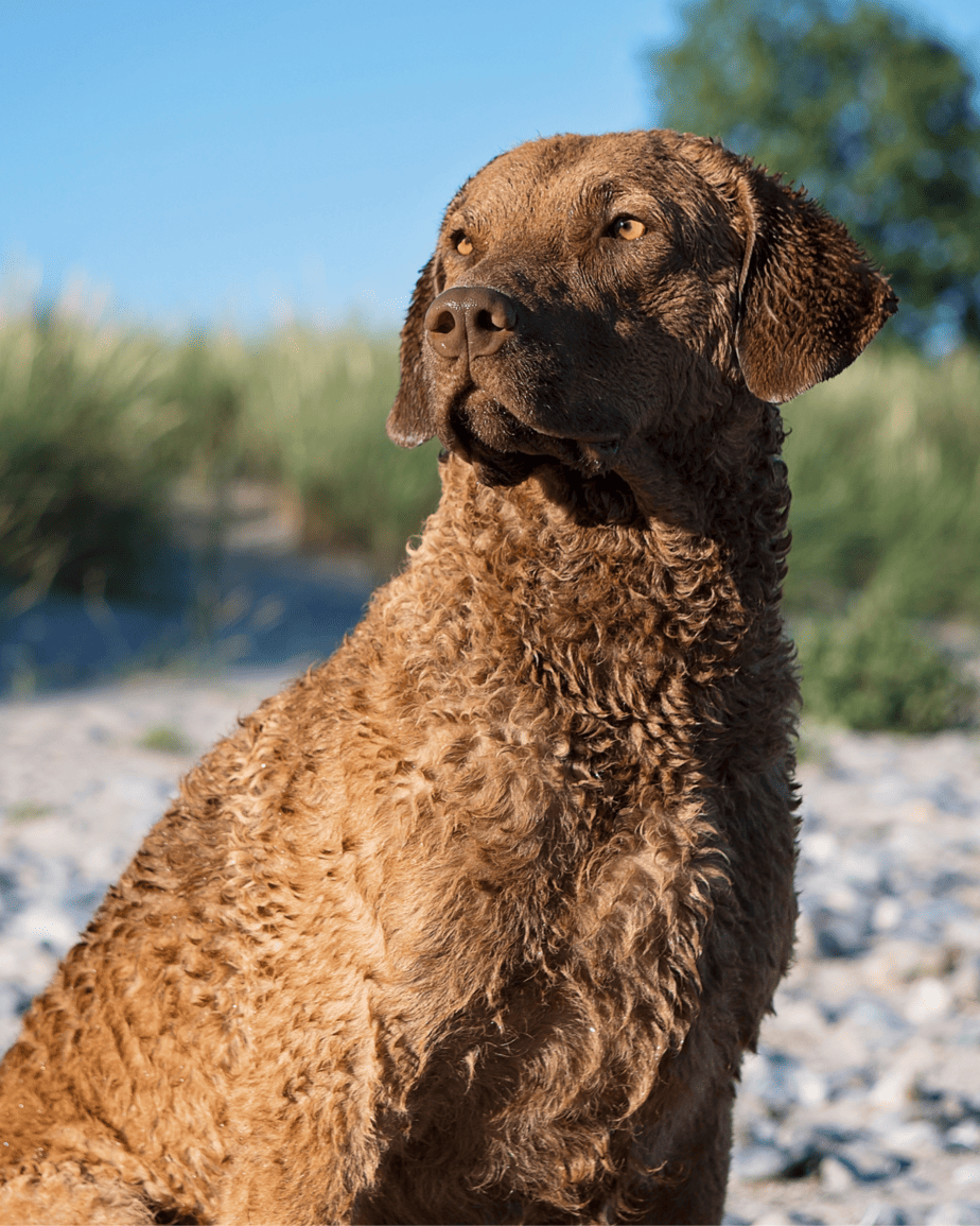 924x1155 Chesapeake Bay Retriever: Coat Colors & Markings