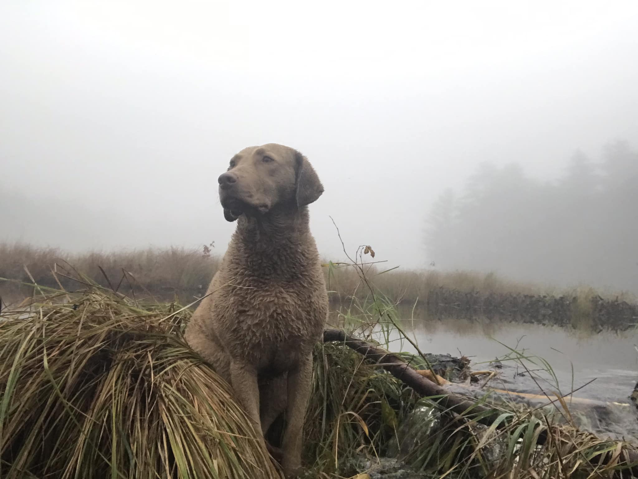 2048x1538 Dogs Afield Gallery Chesapeake Club