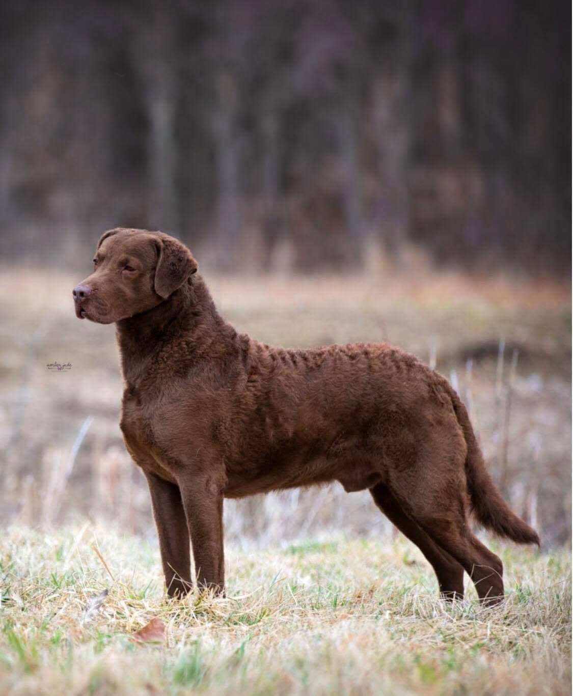 1125x1367 Chesapeake Bay Retrievers