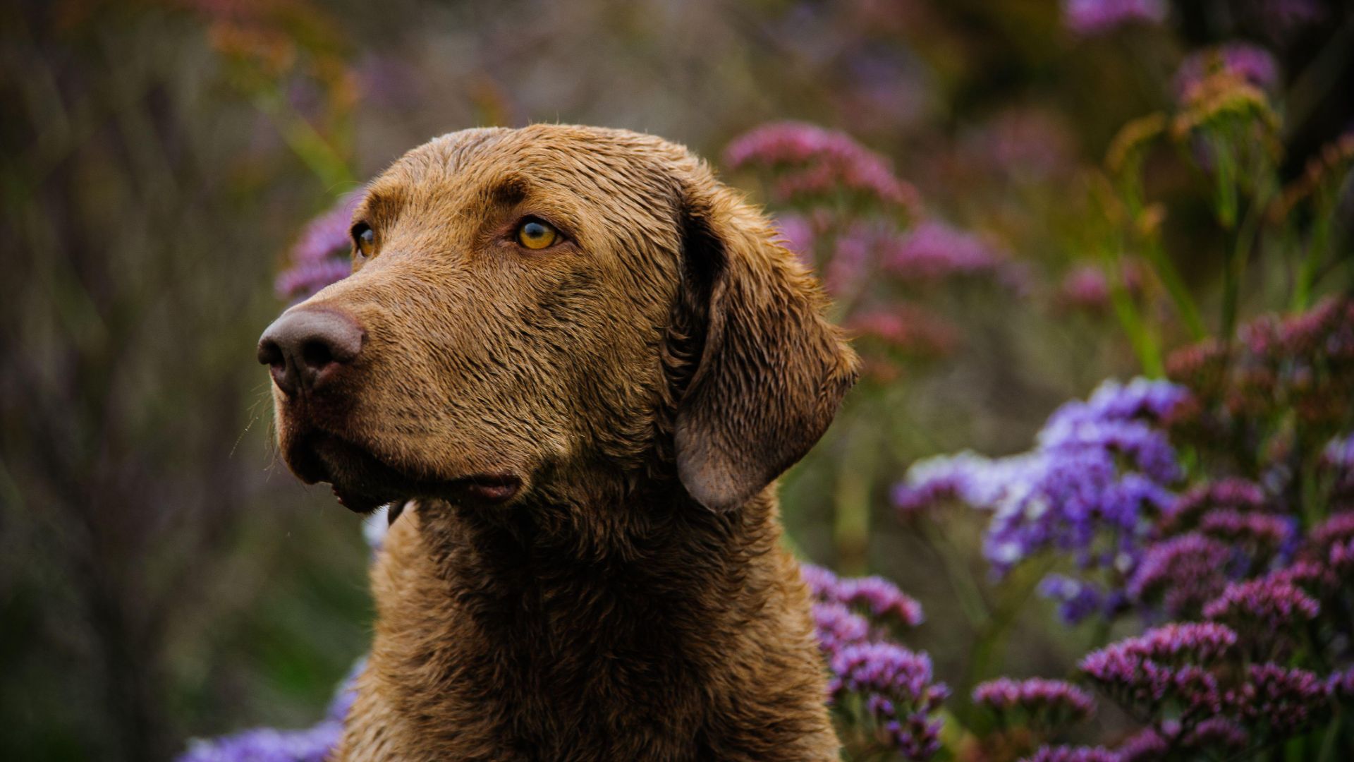 1920x1080 Chesapeake Bay Retriever: Breed profile and information