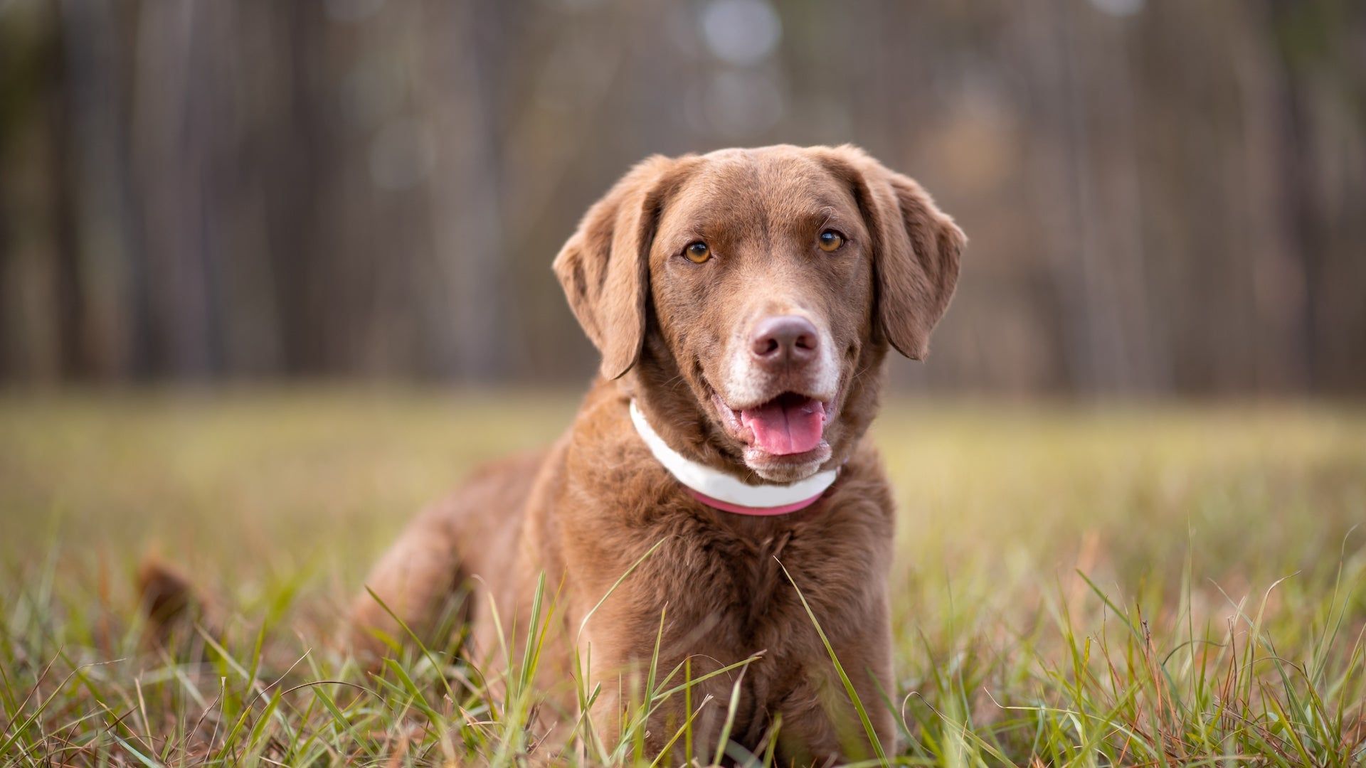 1920x1080 Custom GPS Fencing for Chesapeake Bay Retrievers