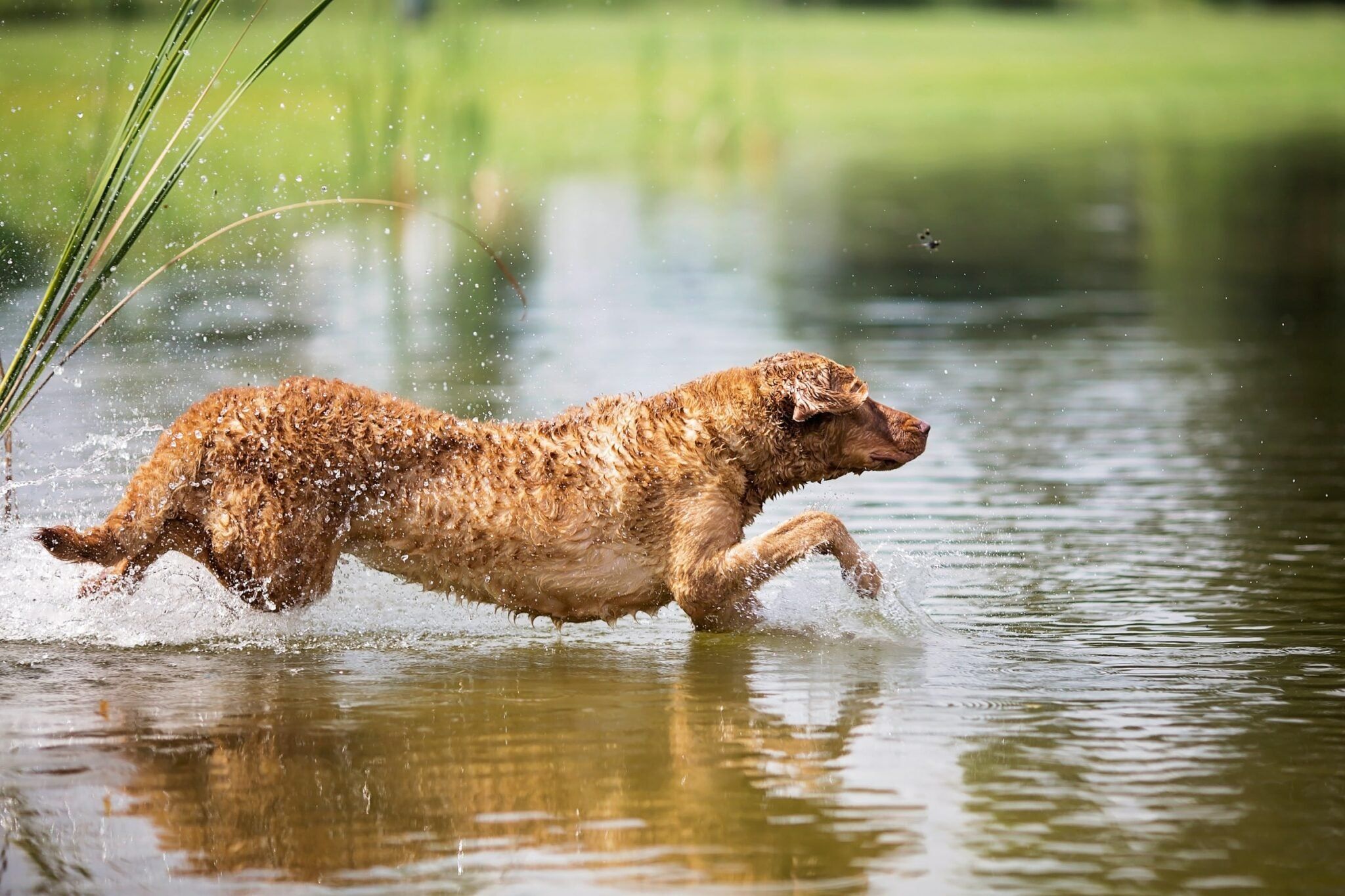 2048x1365 Chesapeake Bay Retriever Breed Profile: History & Traits