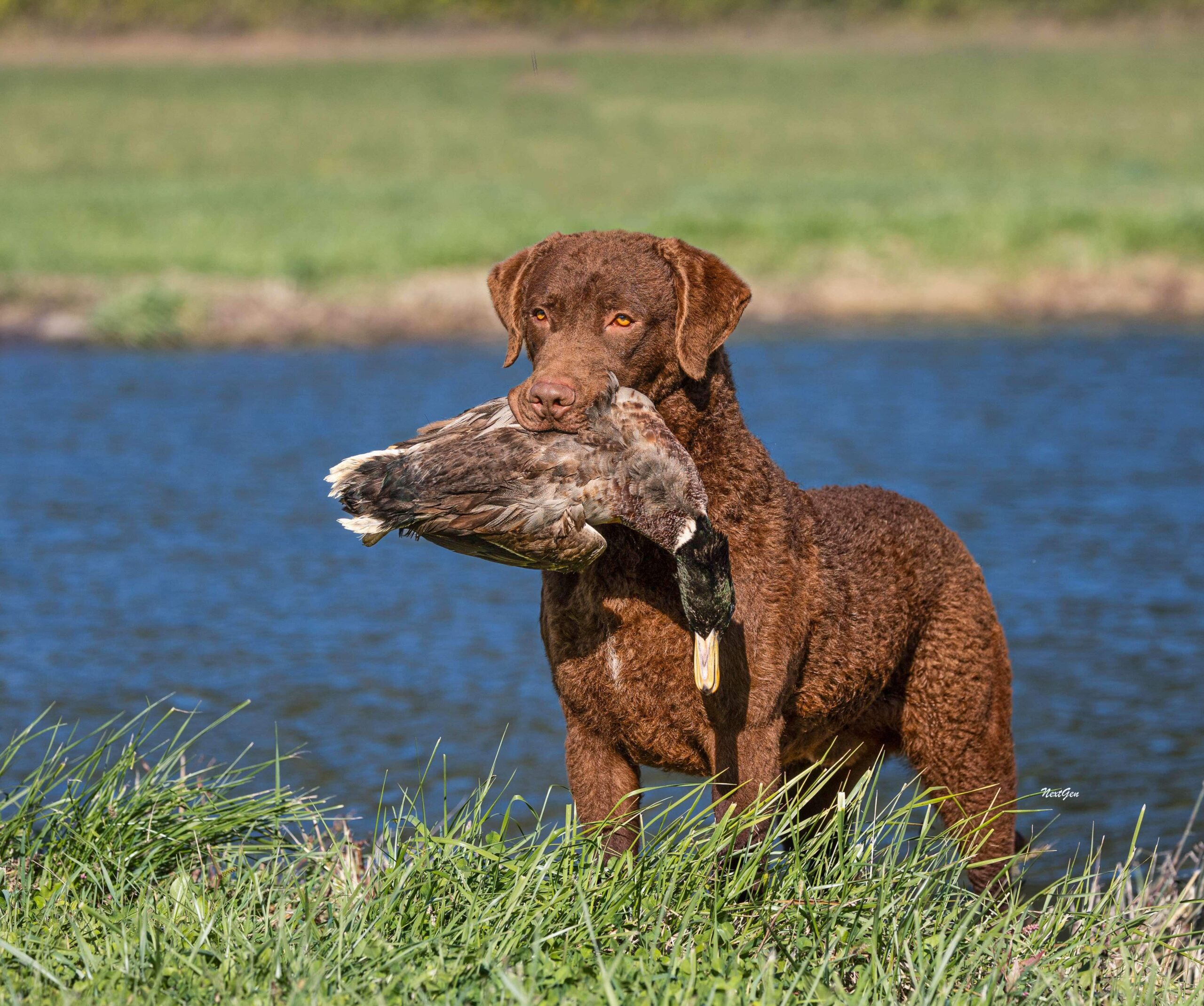 2560x2140 Chesapeake Bay Retrievers