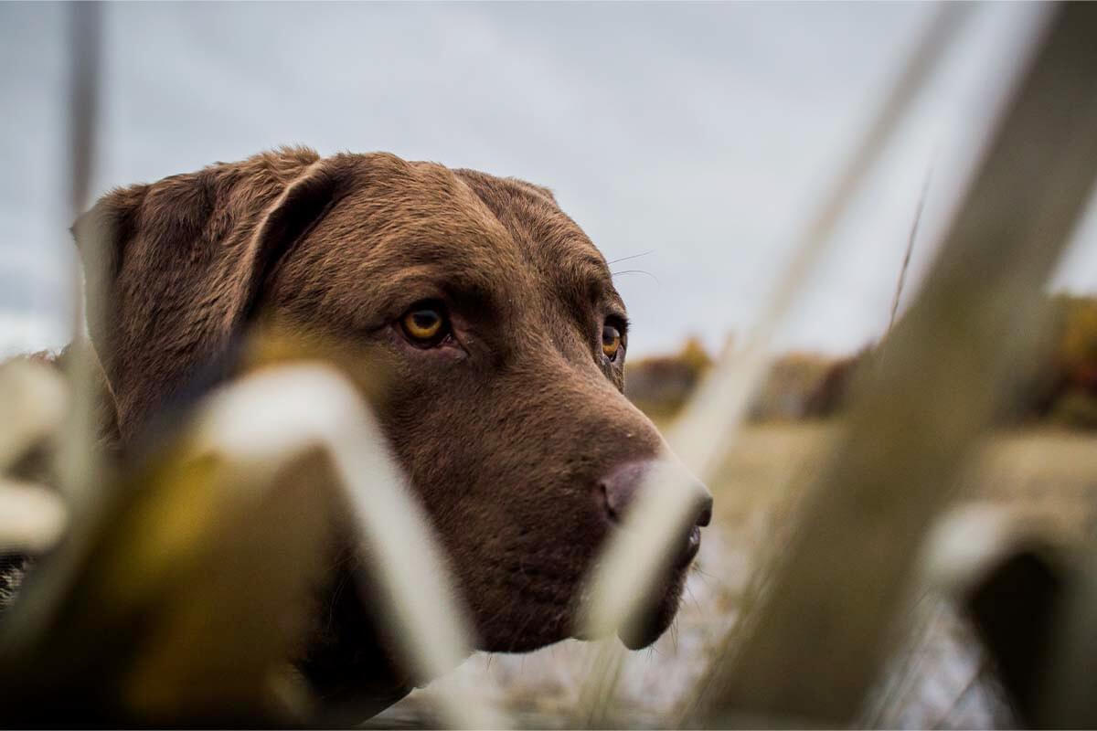 1200x800 Chesapeake Bay Retriever: Hunting Dog Breed Profile