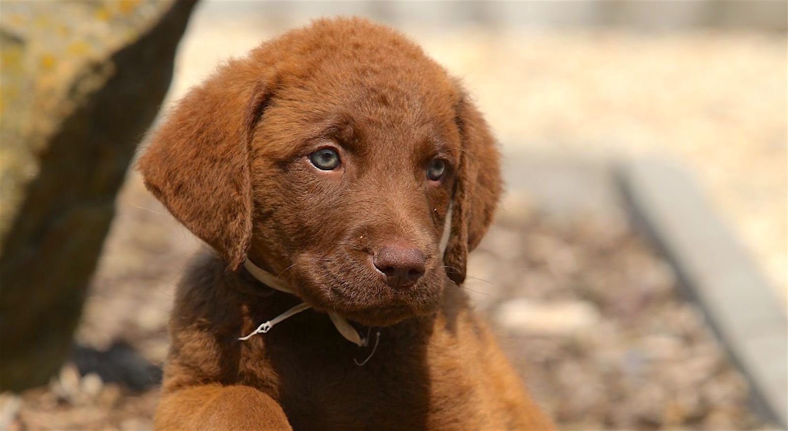 1600x875 Chesapeake Bay Retriever Breed Profile: Essential Facts