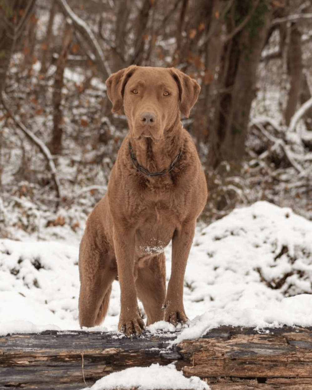 1000x1250 Chesapeake Bay Retriever Breed Profile: History & Traits
