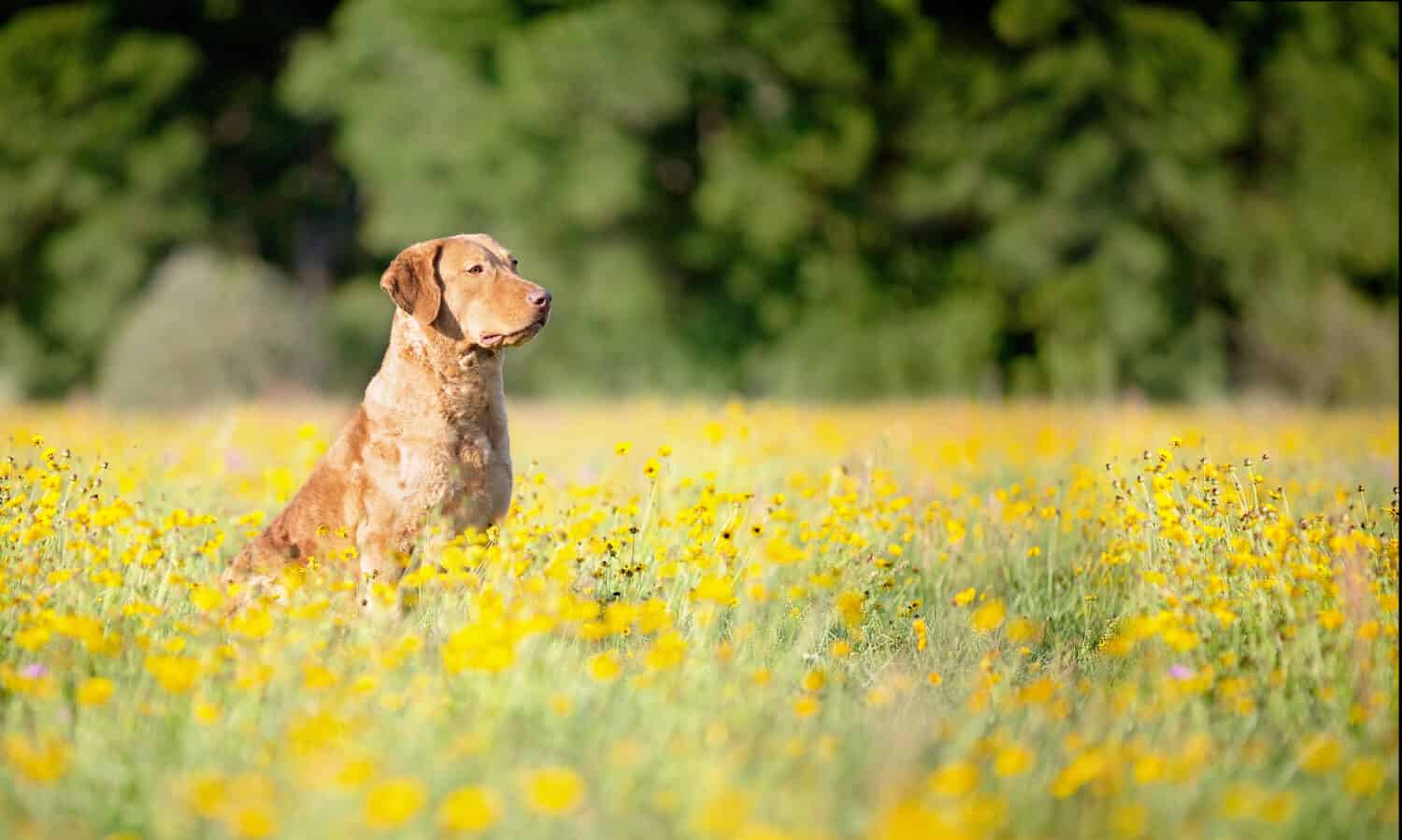 1500x899 Chesapeake Bay Retriever Colors: Rarest To Most Common Z Animals