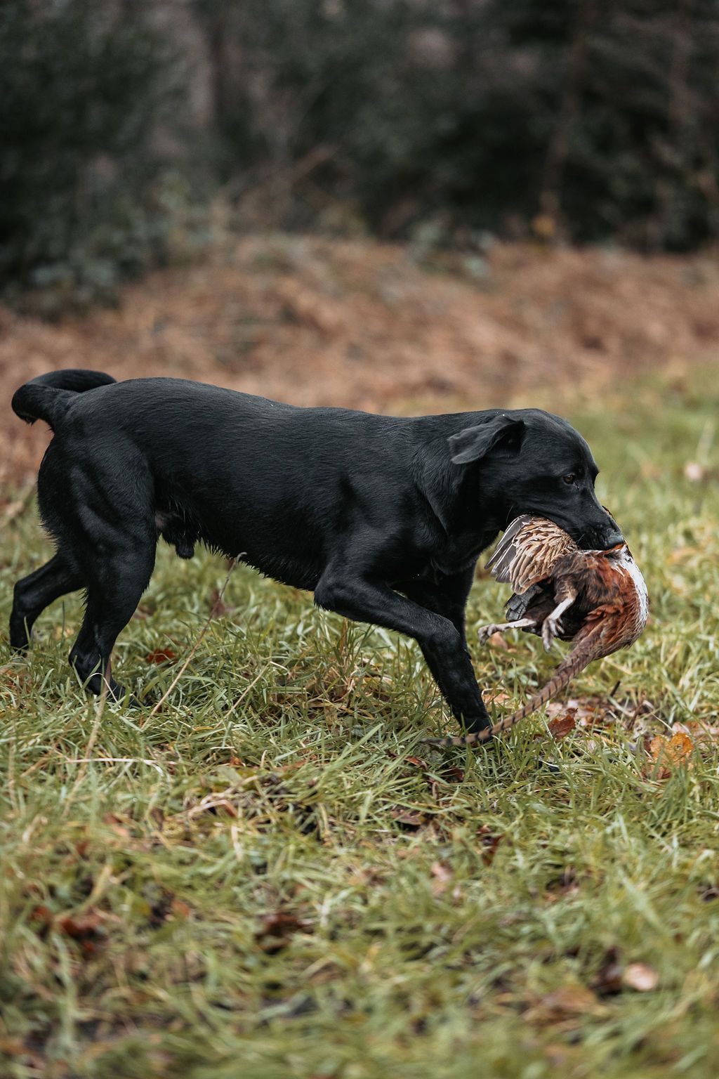1024x1536 The Chesapeake Bay Retriever