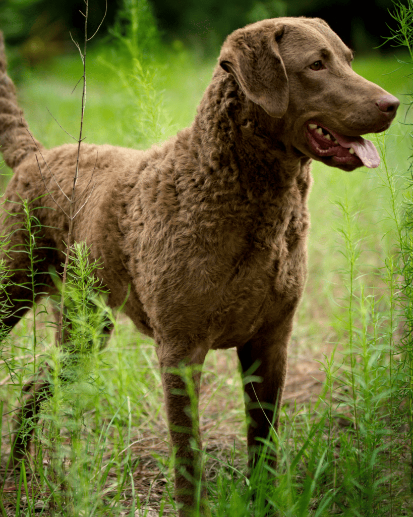 819x1024 Chesapeake Bay Retriever: Coat Colors & Markings