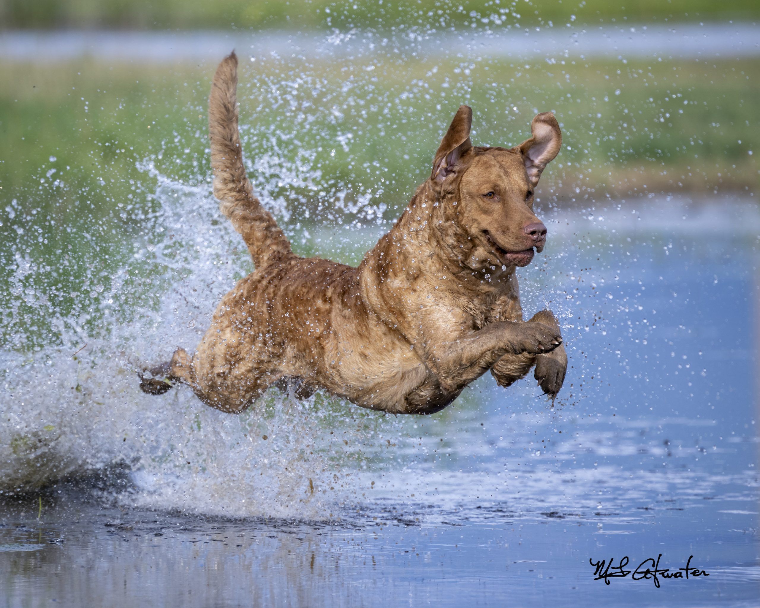 2560x2048 Rocky the Chesapeake