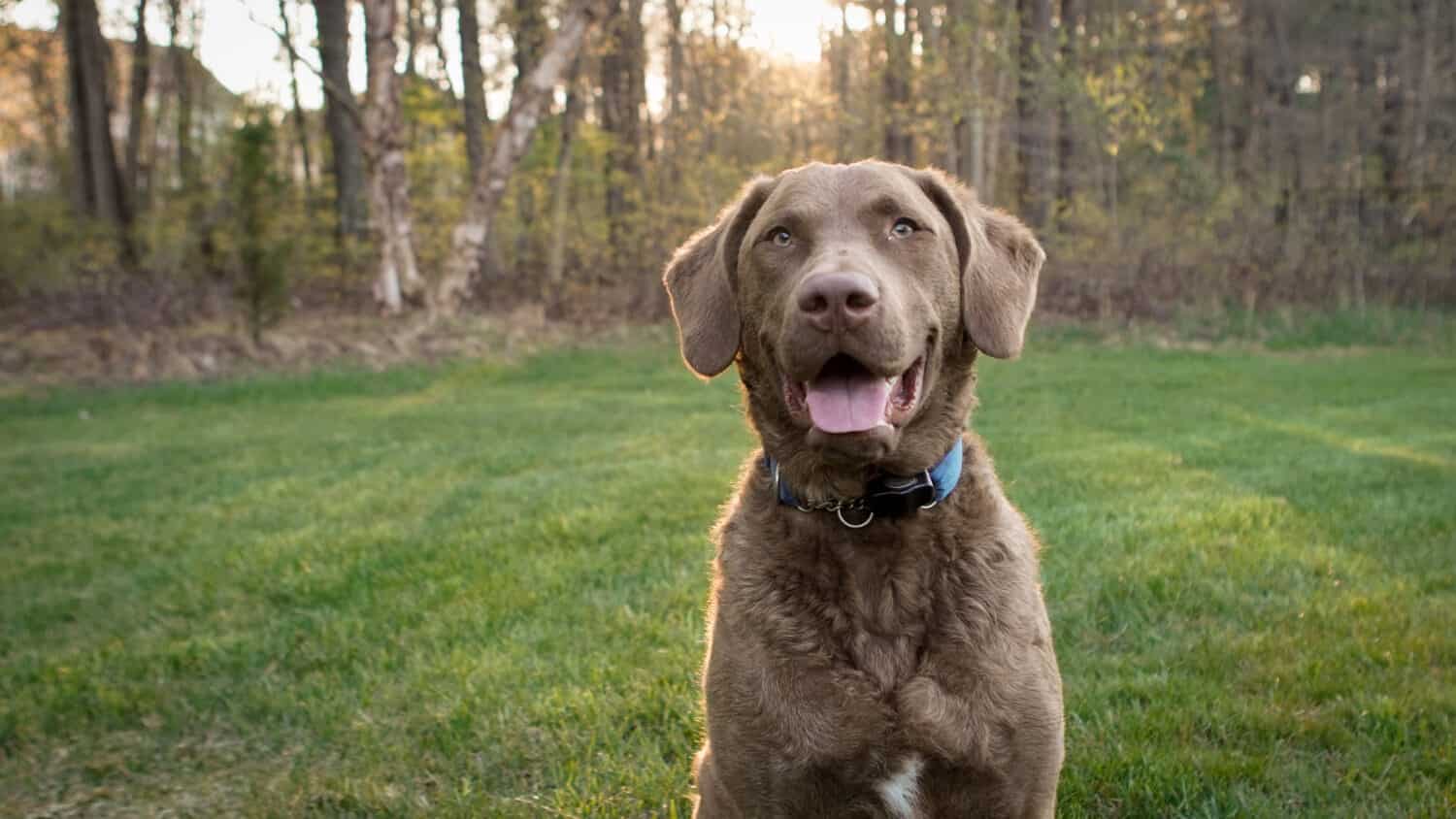 1500x844 Chesapeake Bay Retriever Colors: Rarest To Most Common Z Animals