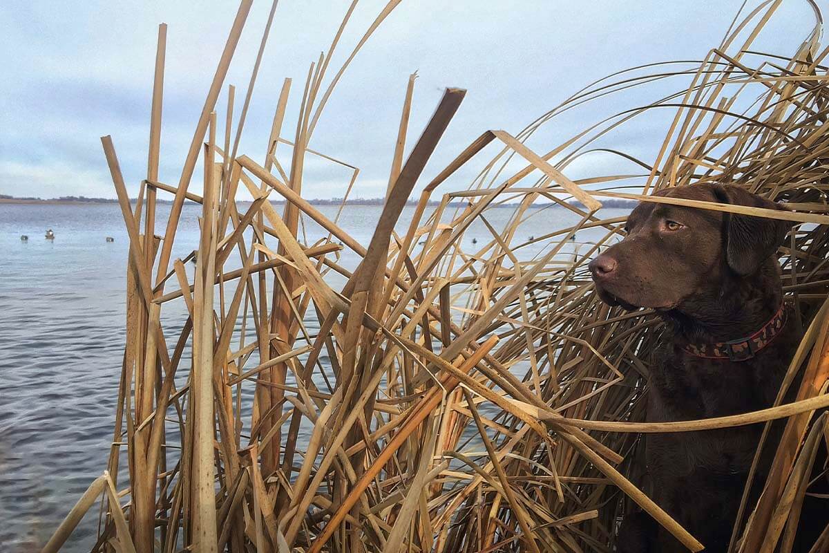 1200x800 Chesapeake Bay Retriever: Hunting Dog Breed Profile