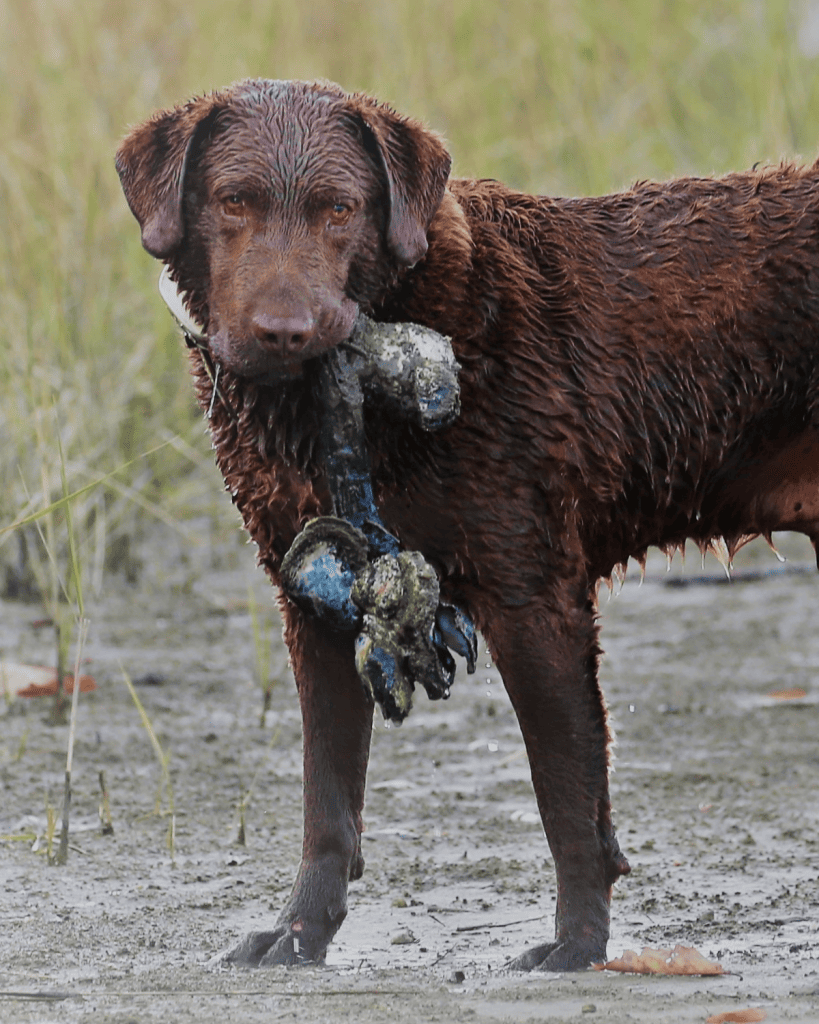 819x1024 Chesapeake Bay Retriever: Coat Colors & Markings