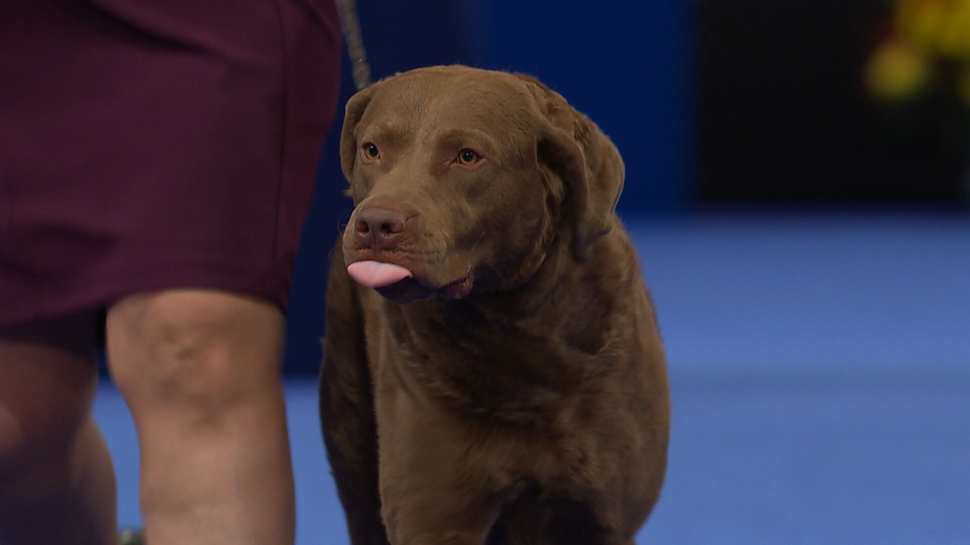 1920x1080 NDS: Chesapeake Bay Retriever