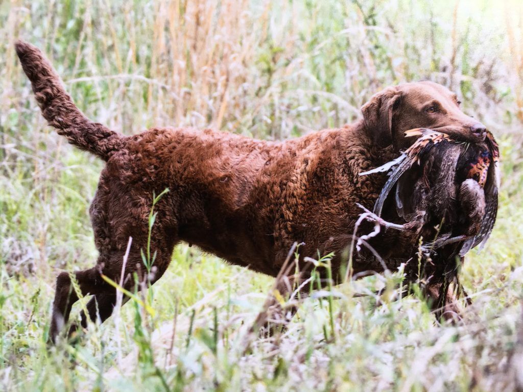 1024x768 EPPeake Retrievers