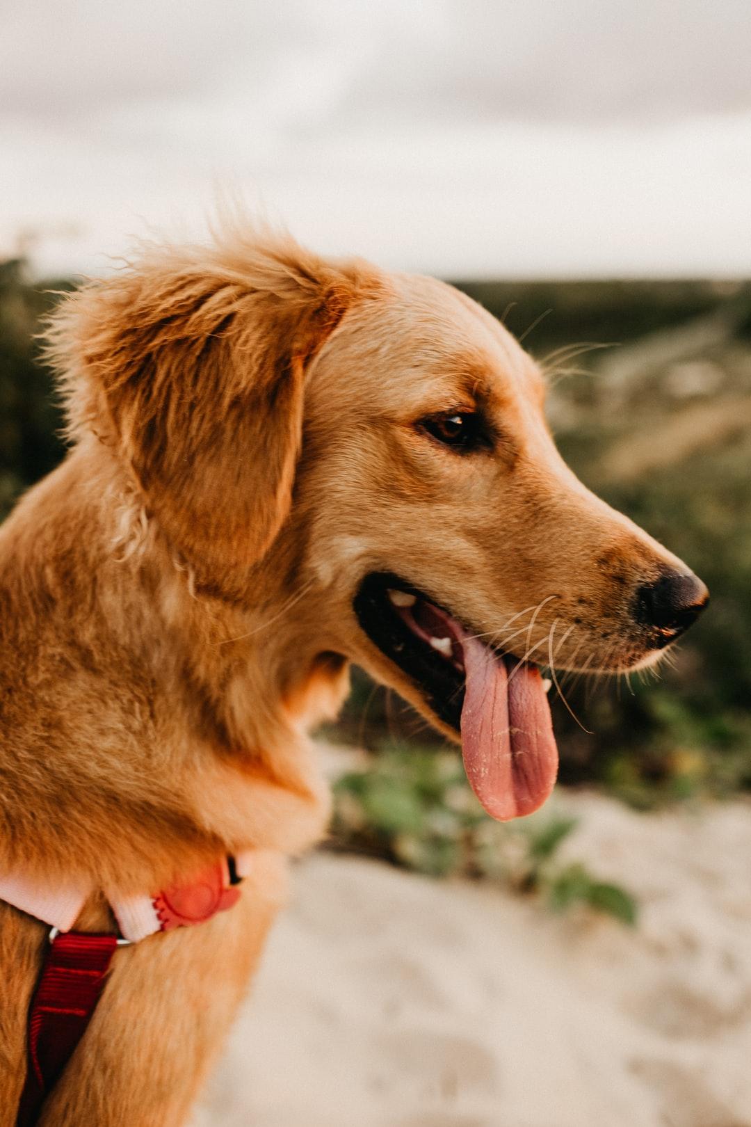 1080x1620 Chesapeake Bay Retriever Wallpaper