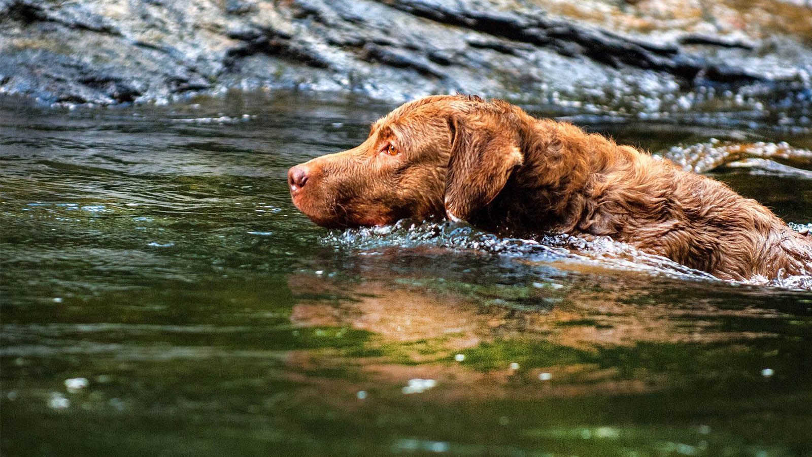 1600x900 Chesapeake Bay retrievers
