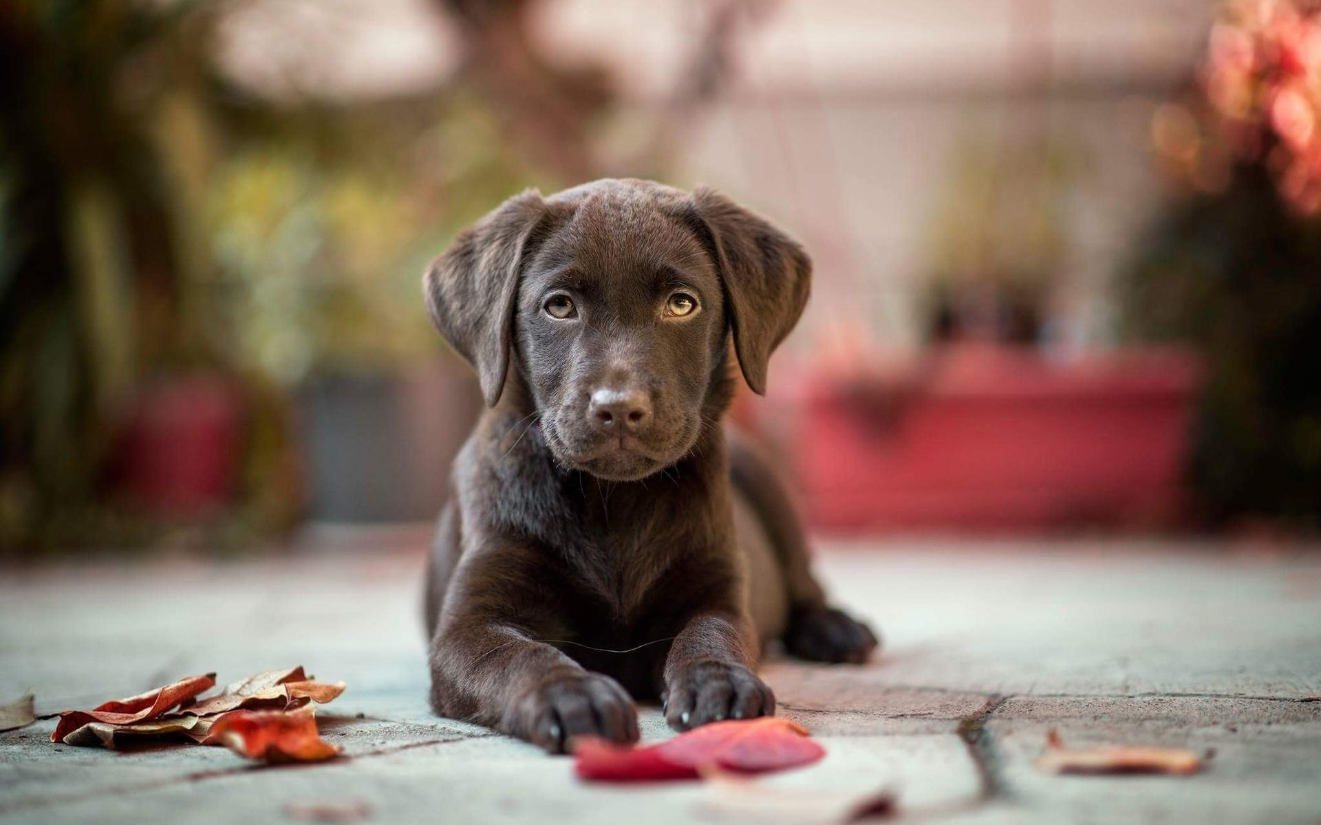 1920x1200 Chesapeake Bay Retriever Wallpaper