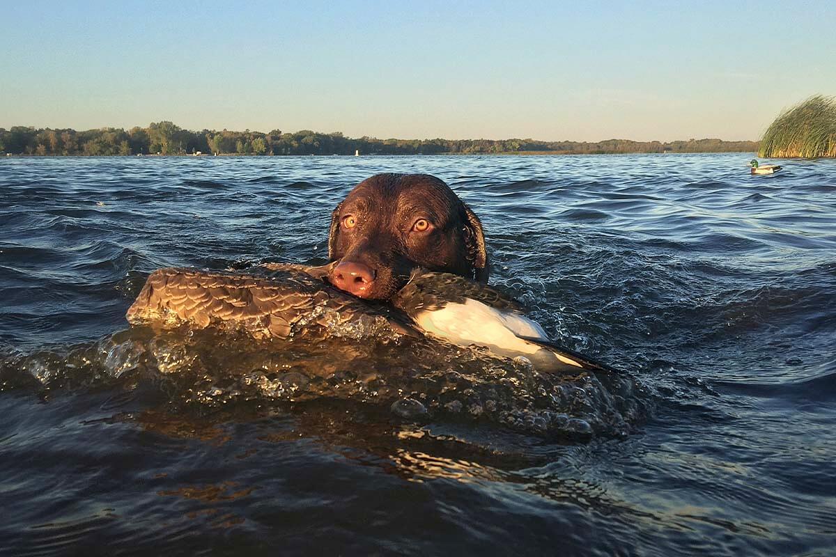 1200x800 Chesapeake Bay Retriever: Hunting Dog Breed Profile