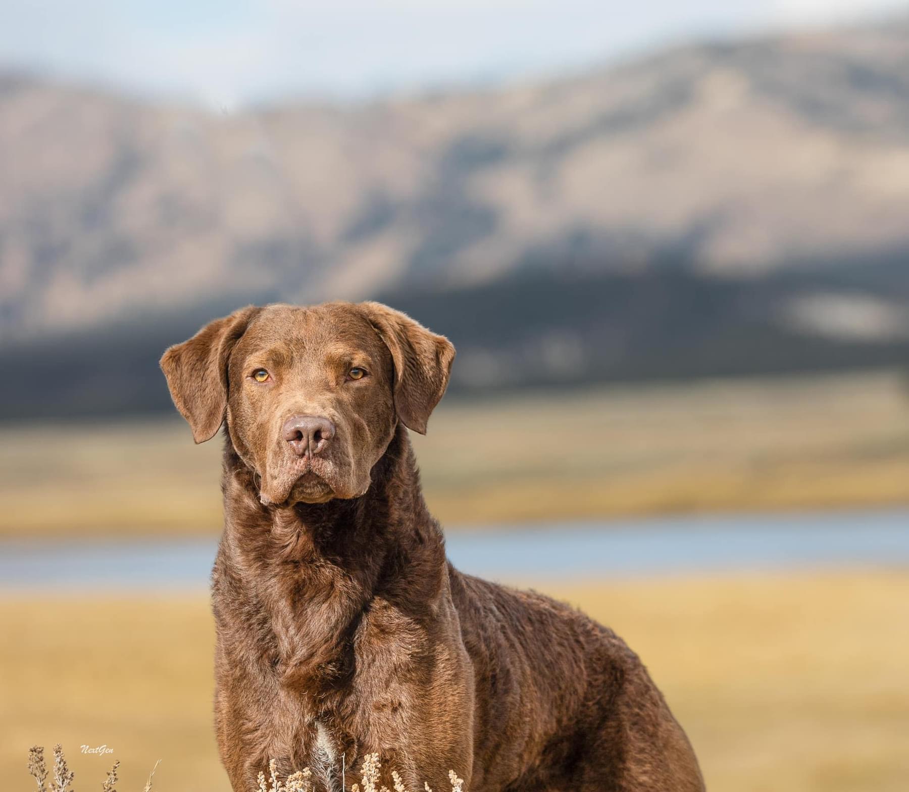 1800x1568 Chesapeake Bay Retrievers