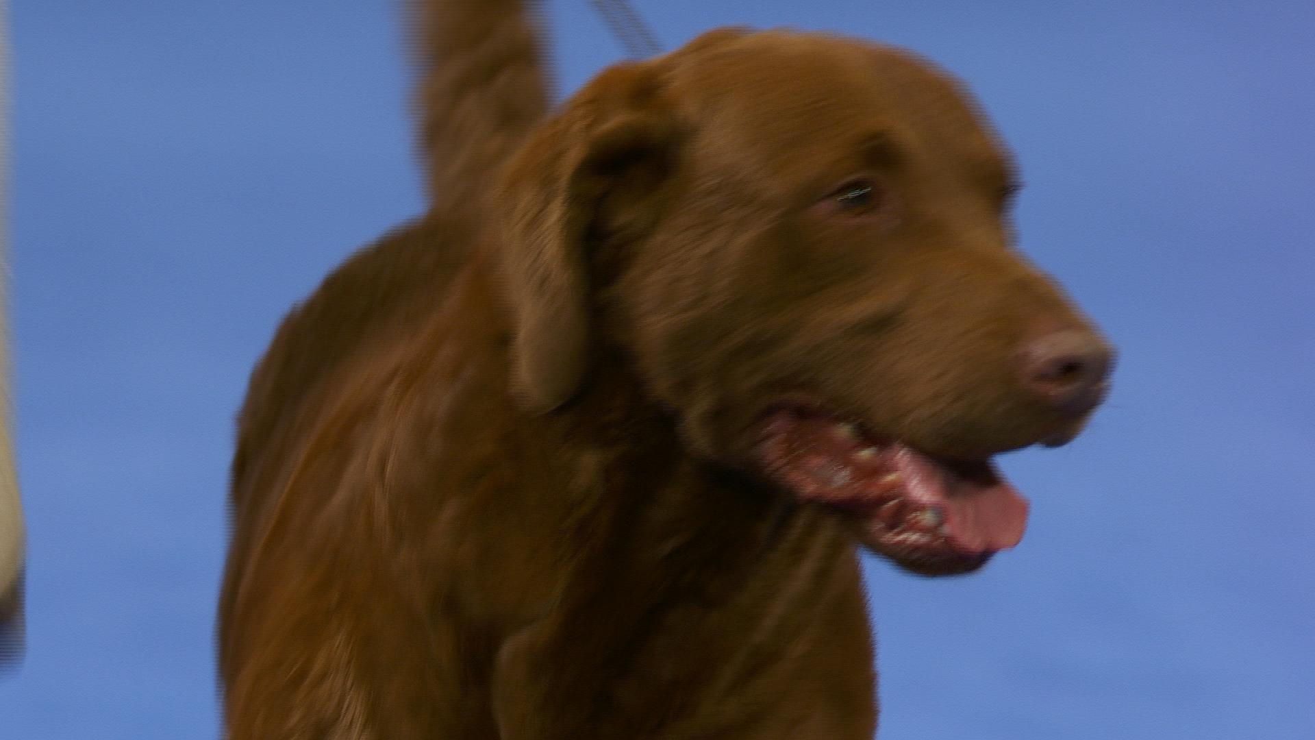 1920x1080 NDS: Chesapeake Bay Retriever